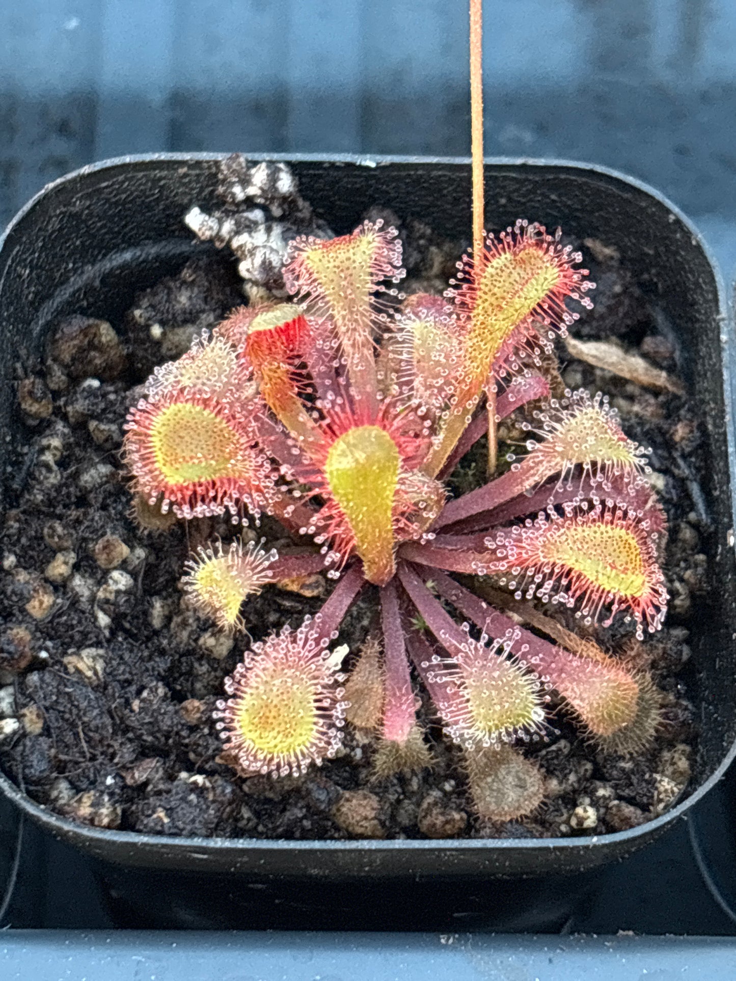 Drosera Collinsiae Carniverous Plant Sundew