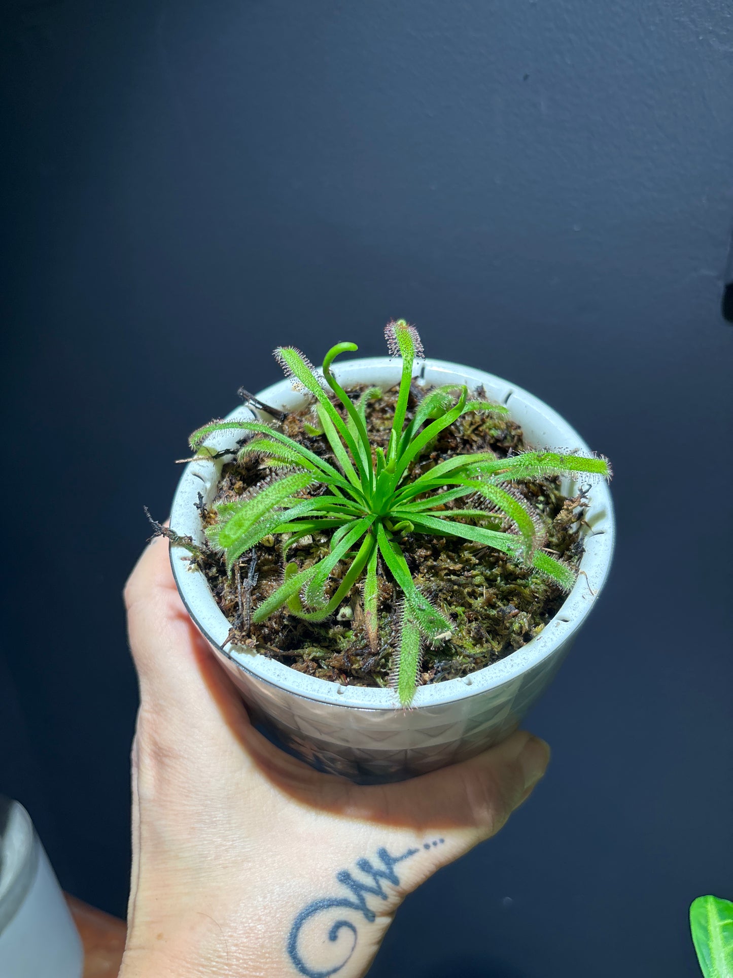 Drosera Capensis - Cape Sundew Carnivorous Plant