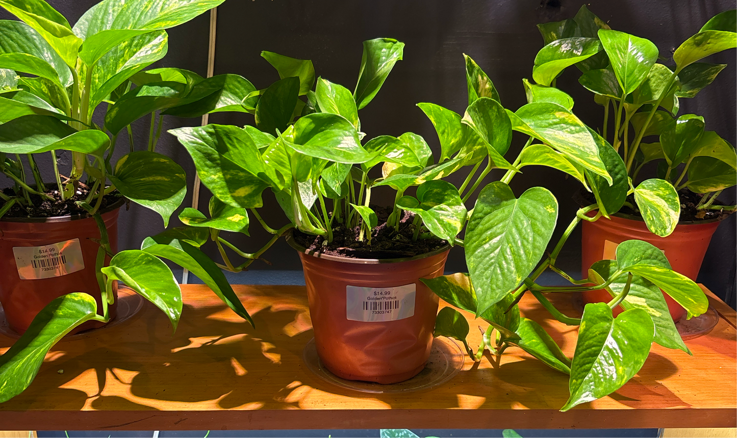 Golden Pothos