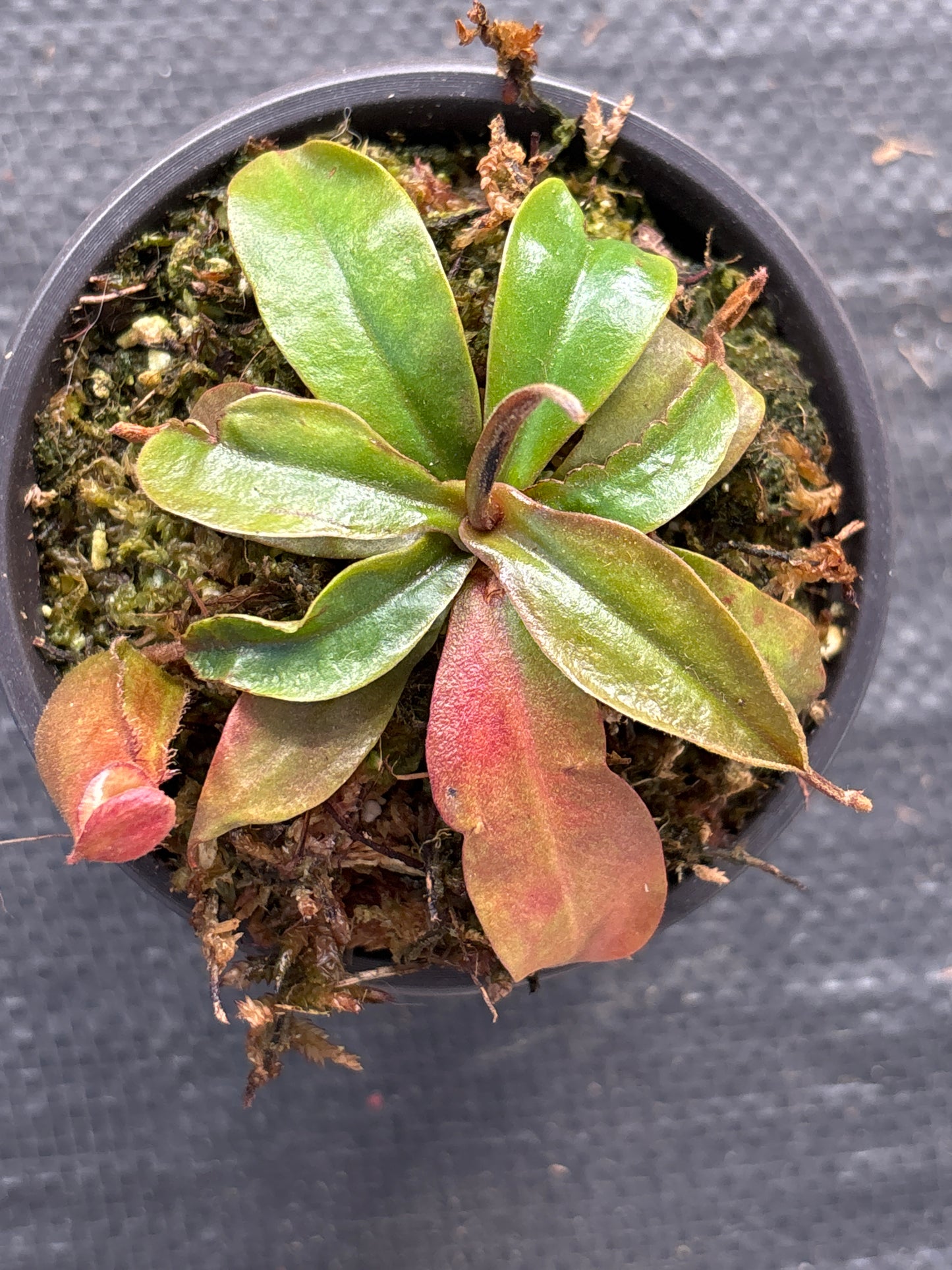 Nepenthes ‘Lady Luck’ Carnivorous Pitcher Plant