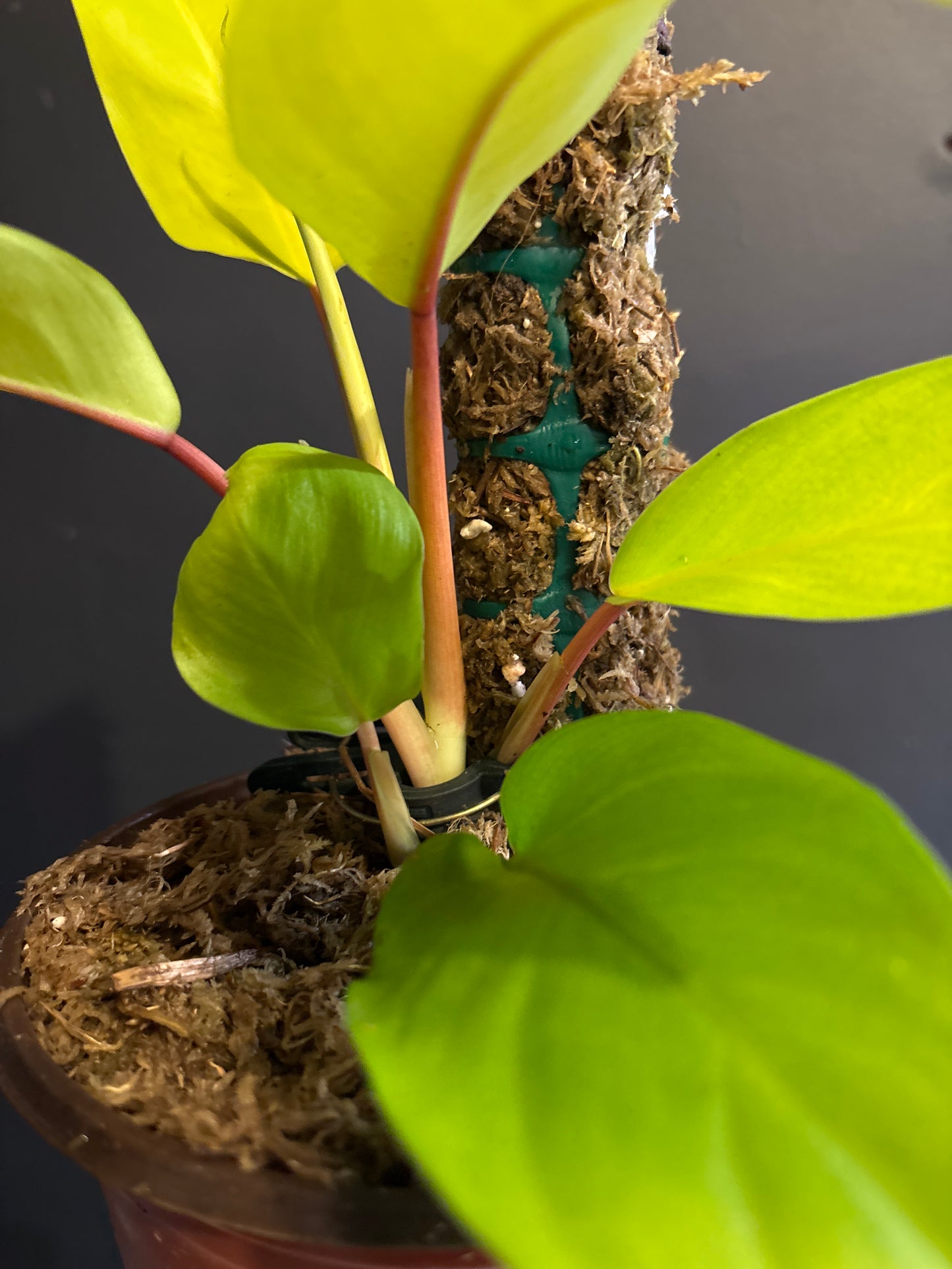 Philodendron Malay Gold ‘Golden Goddess’