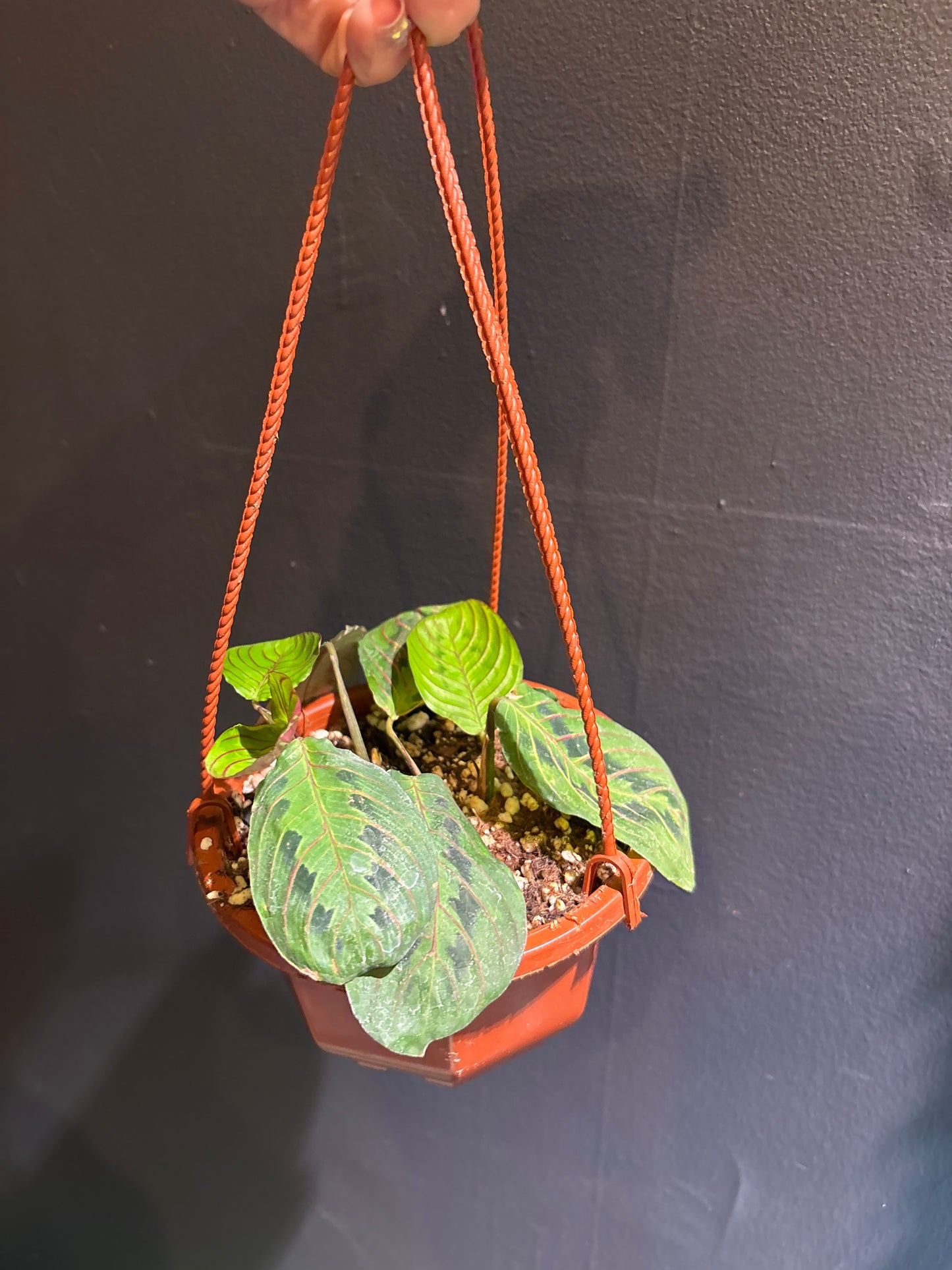 Maranta leuconeura ‘Red’ (Red Prayer Plant)