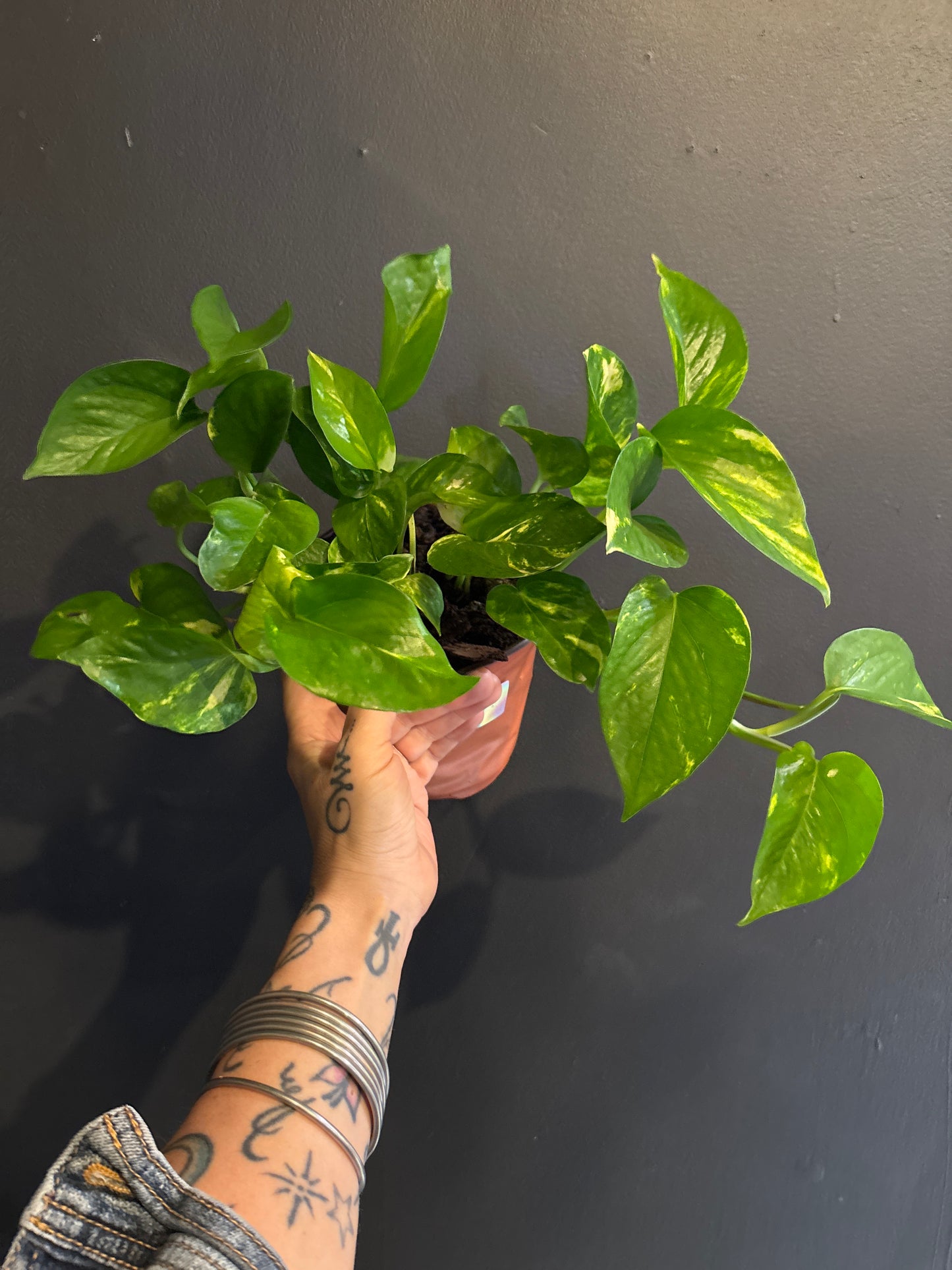 Golden Pothos