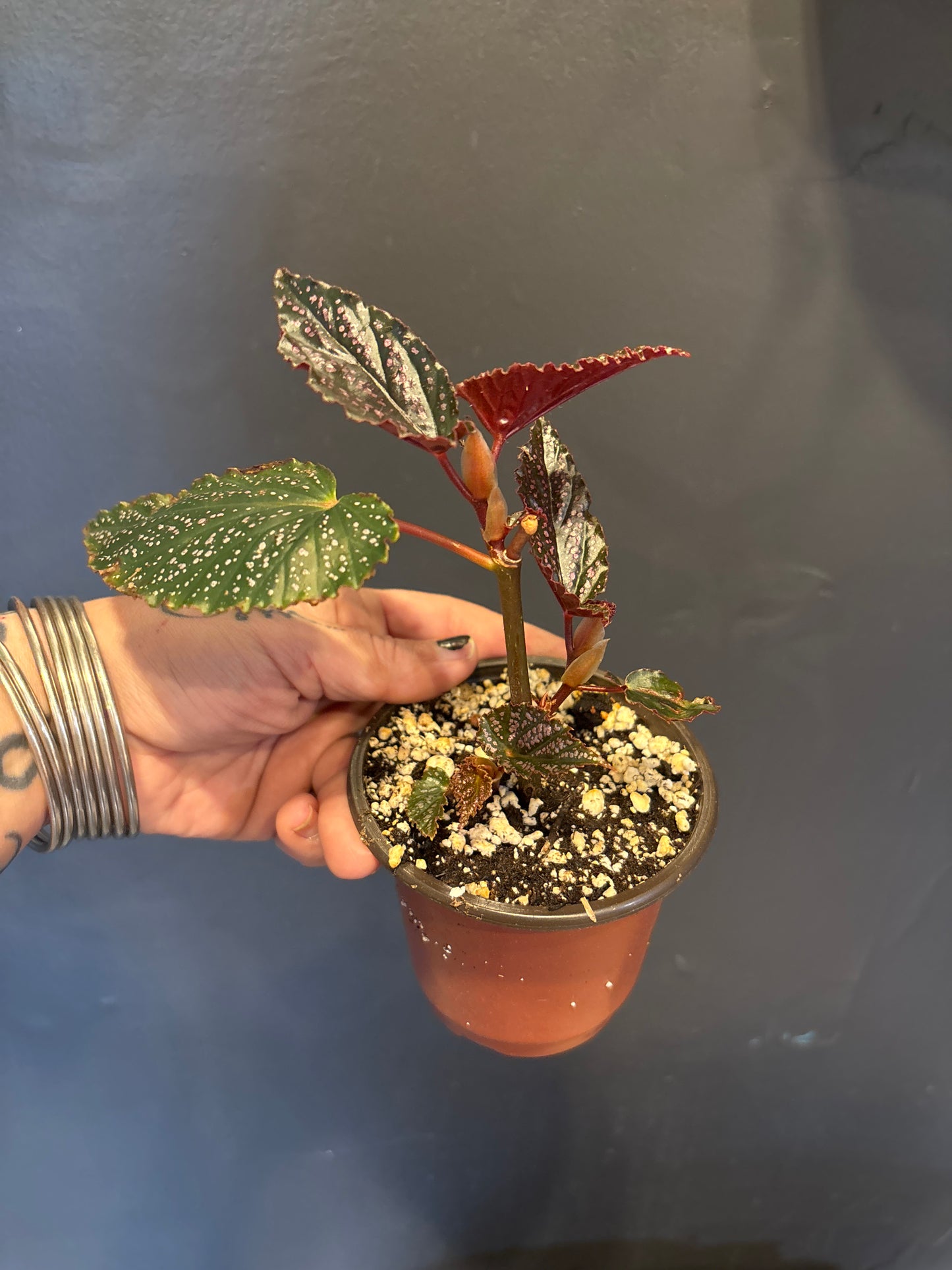 Angel Wing Begonia ‘Benigo Pink’