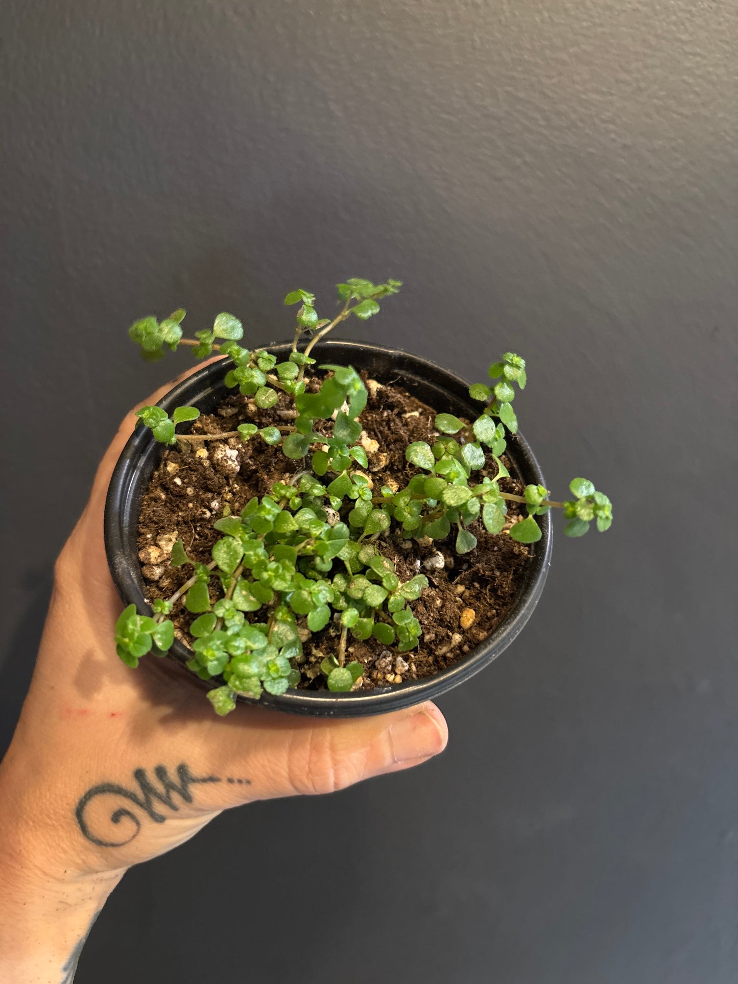 Pilea Depressa ‘Baby Tears’