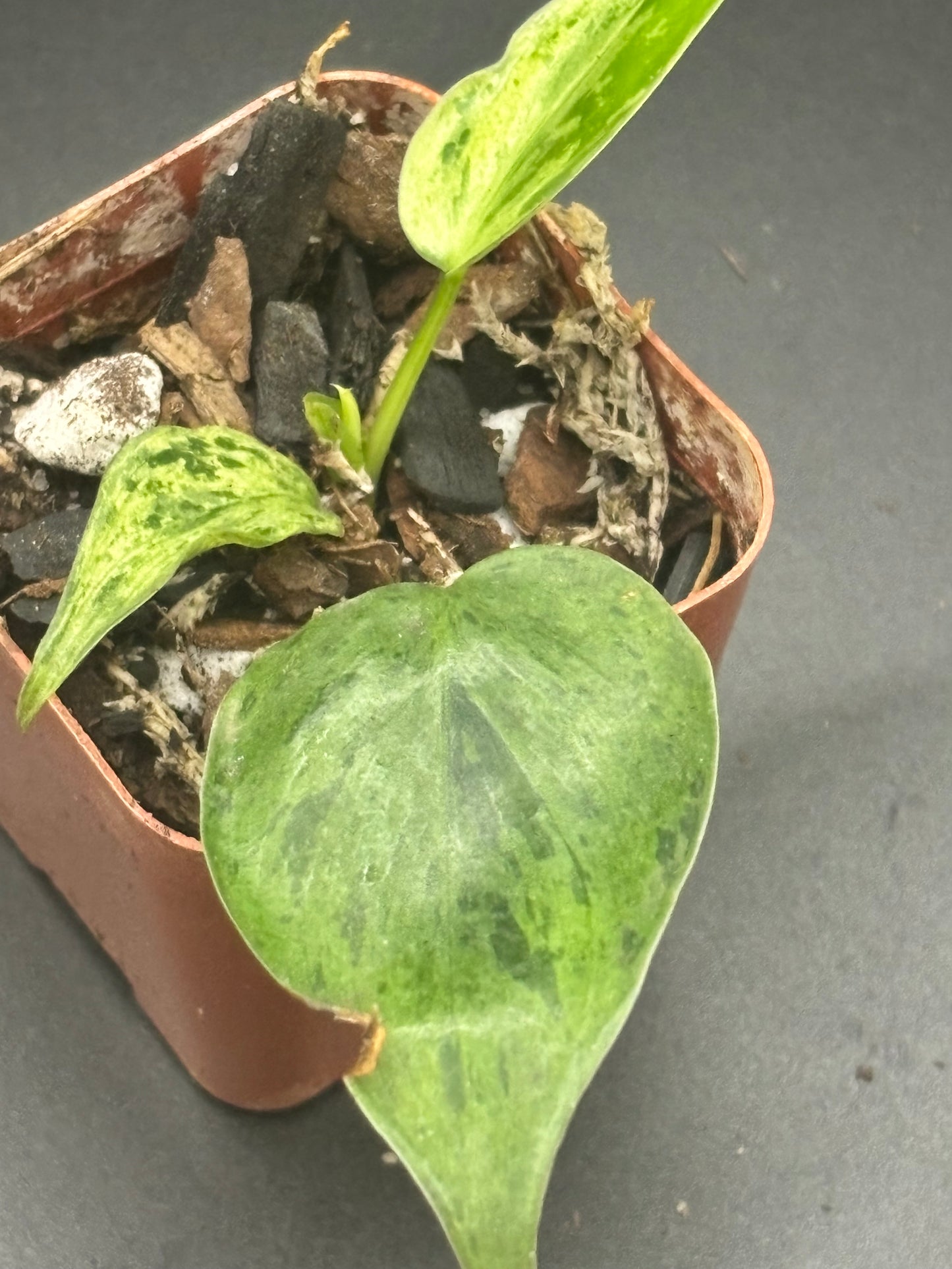 Variegated Heart Leaf Philodendron