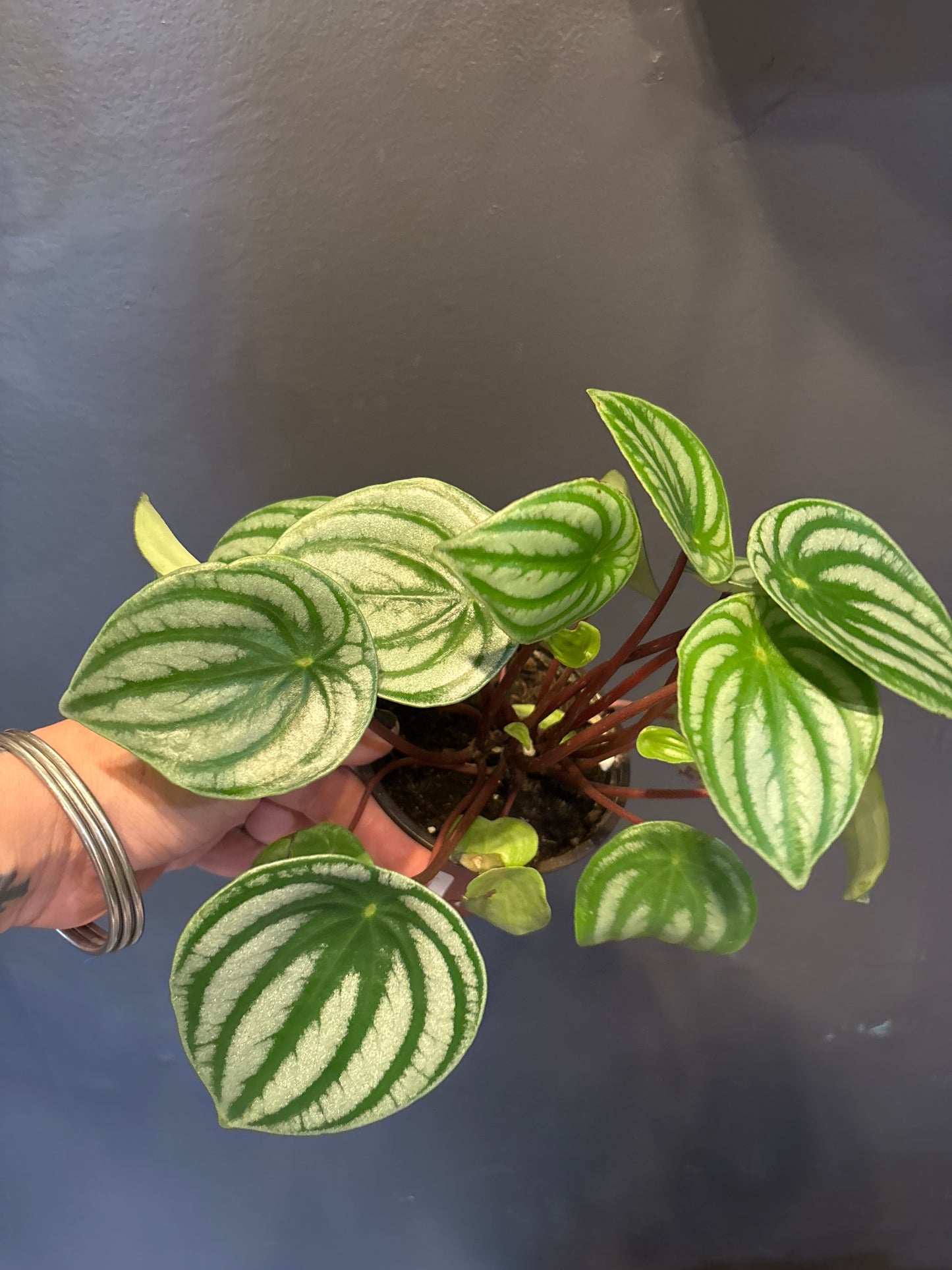 Peperomia Watermelon