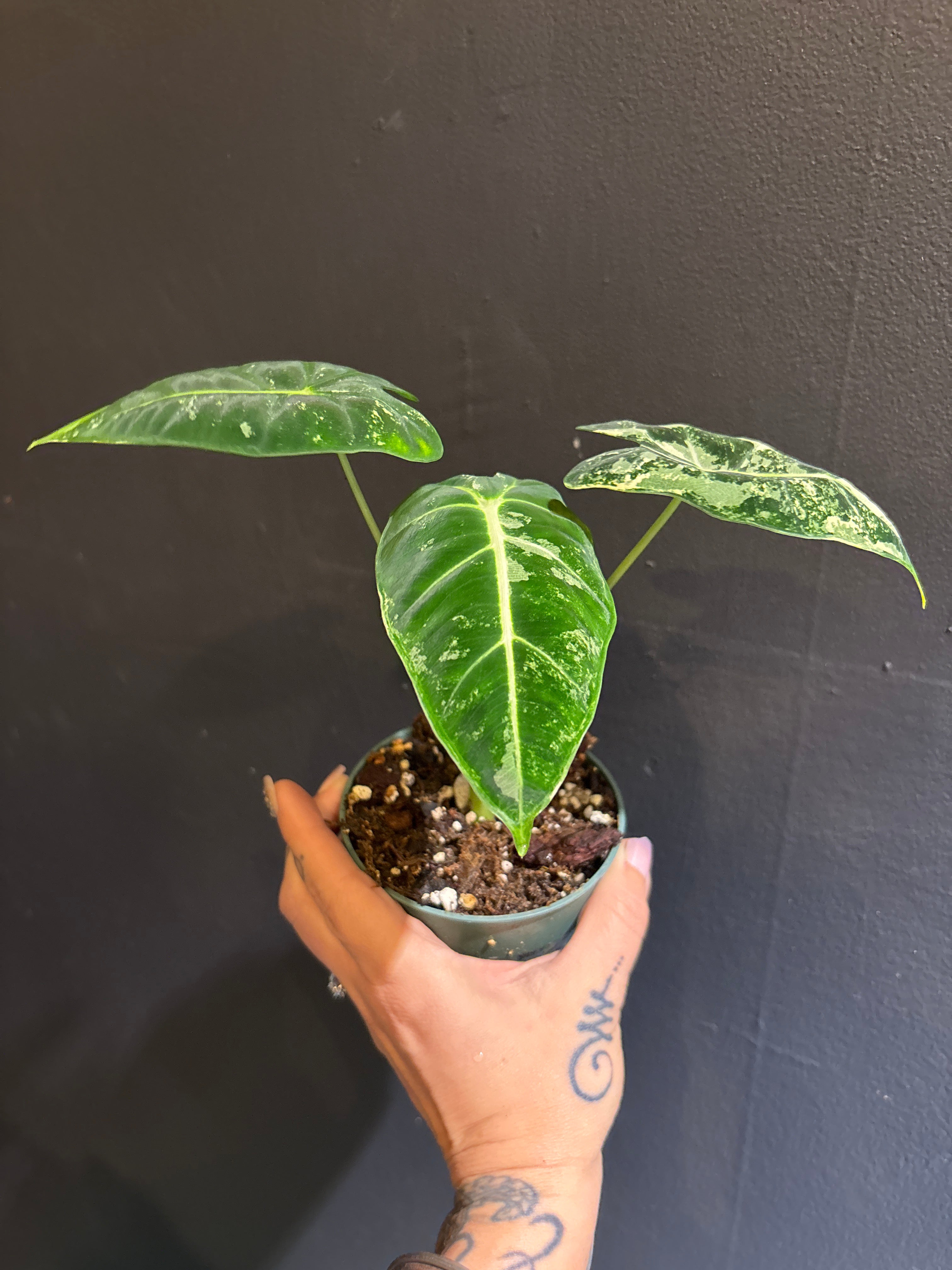 Rare Alocasia buy variegated plant