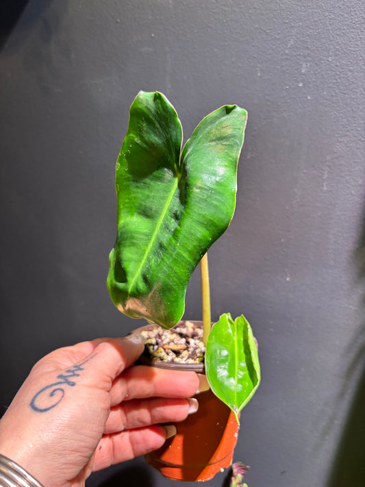 Philodendron Burle Marx