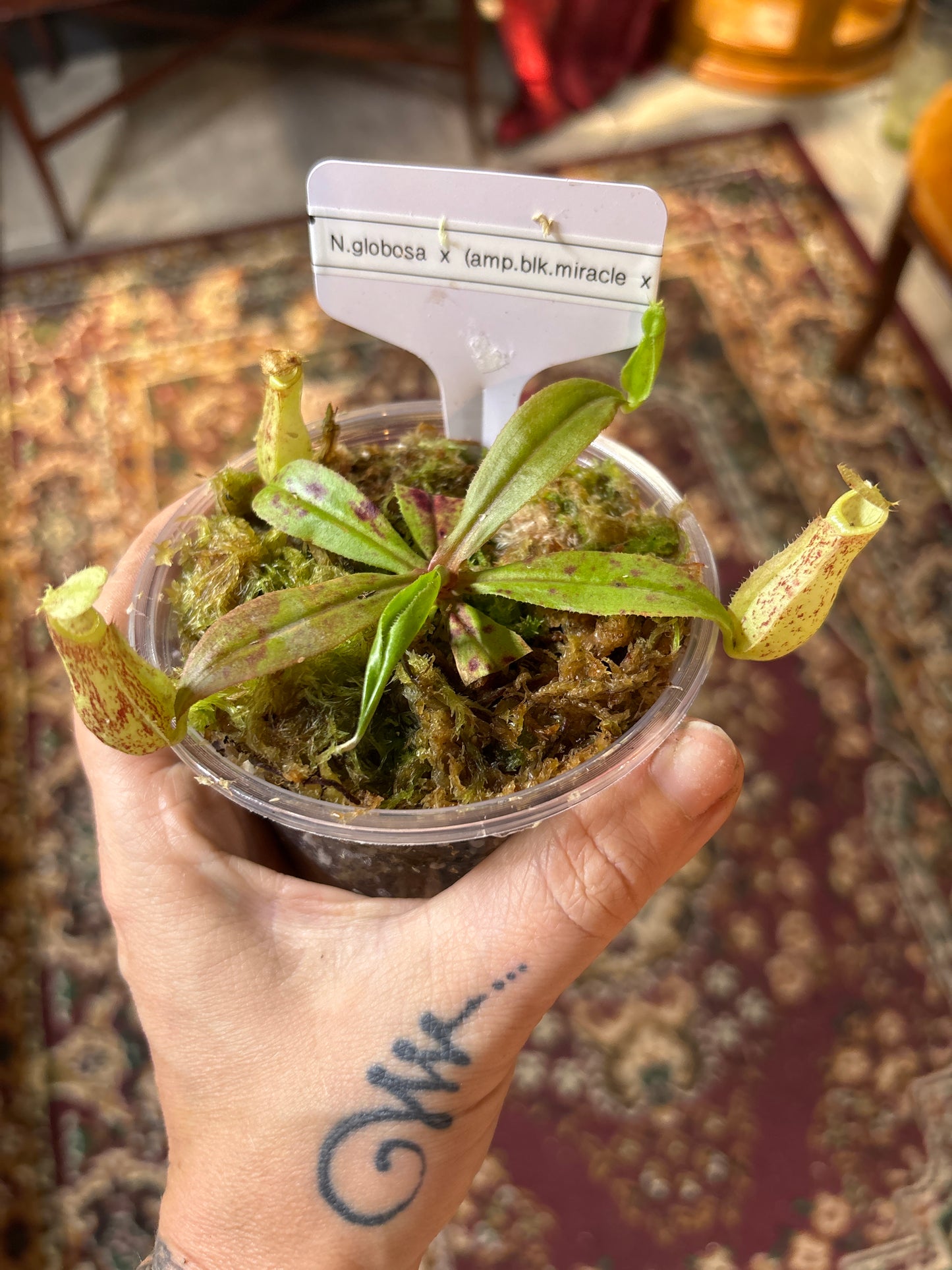 Nepenthes Globosa x (Ampullaria Black Miracle x Bicalcarata) - Carnivorous