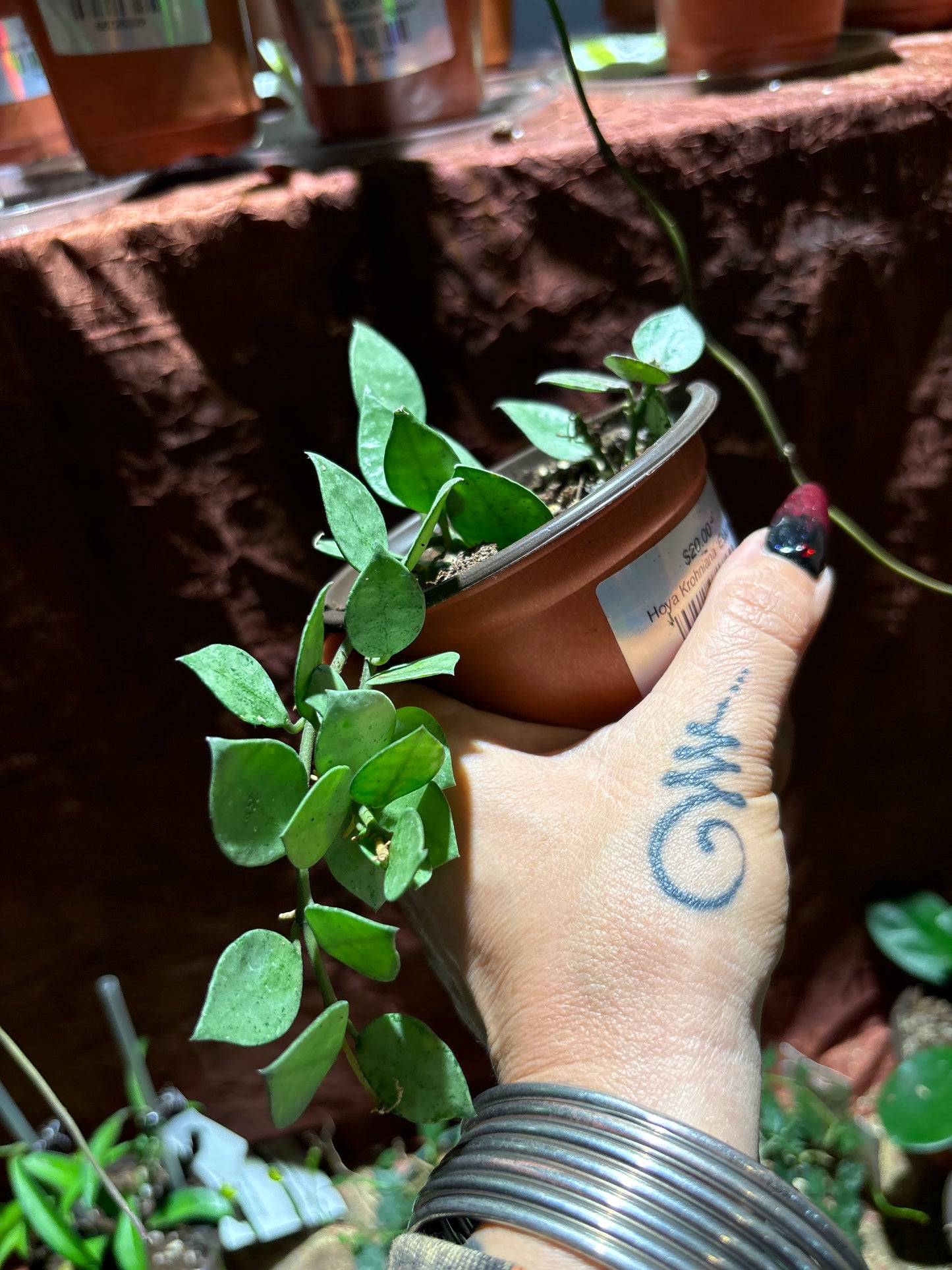 Hoya Krohniana ‘Eskimo’