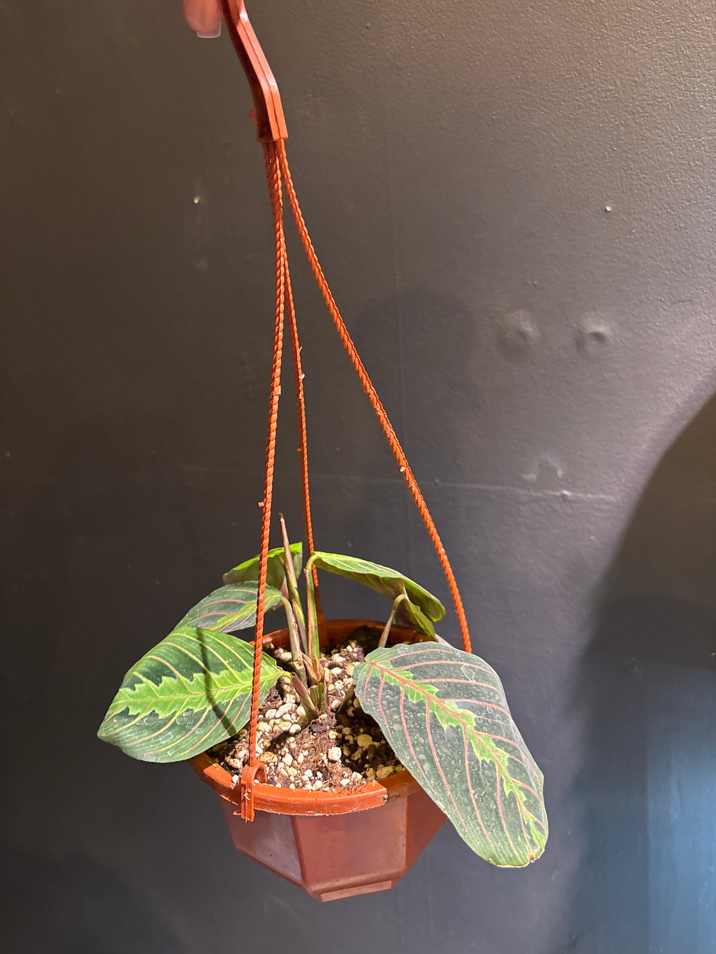 Maranta leuconeura ‘Red’ (Red Prayer Plant)