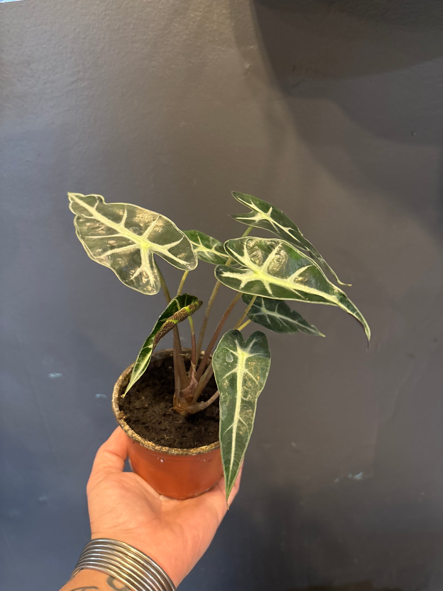 Alocasia Bambino