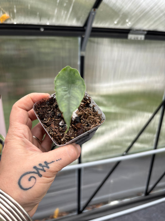 Alocasia Dragons Breath 3”