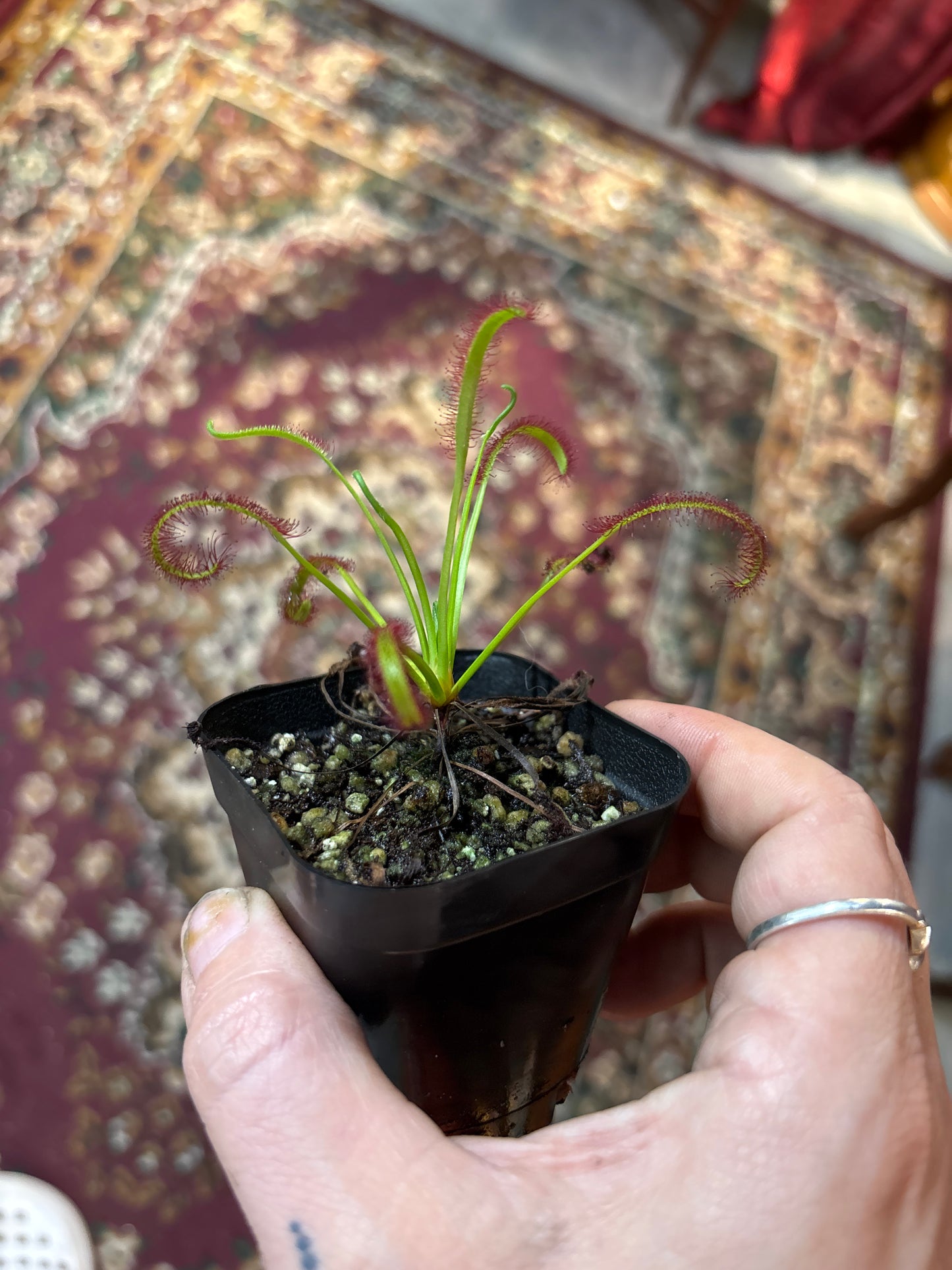 Drosera Capensis 'True Giant'