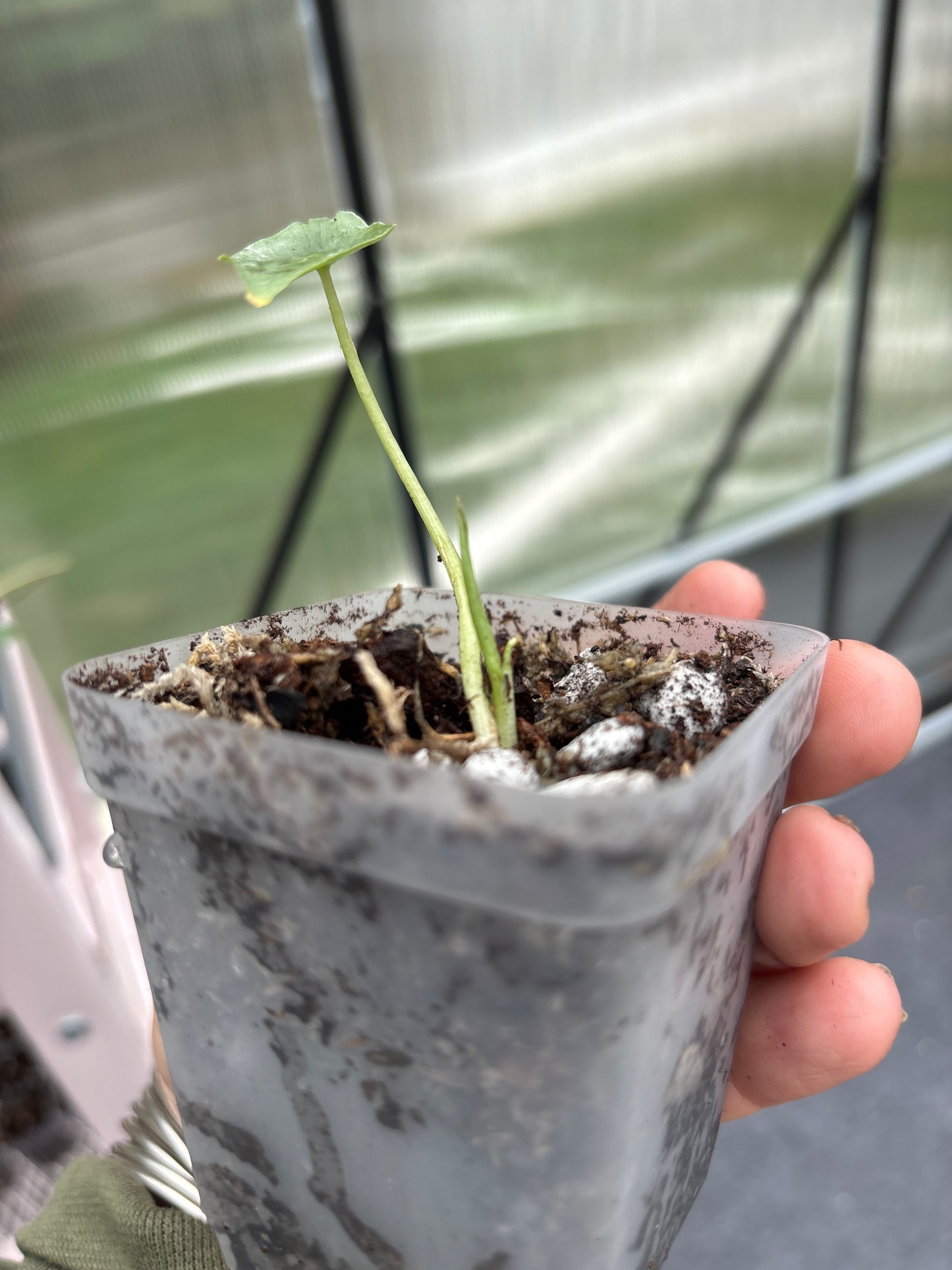 Alocasia Dragons Breath 3”