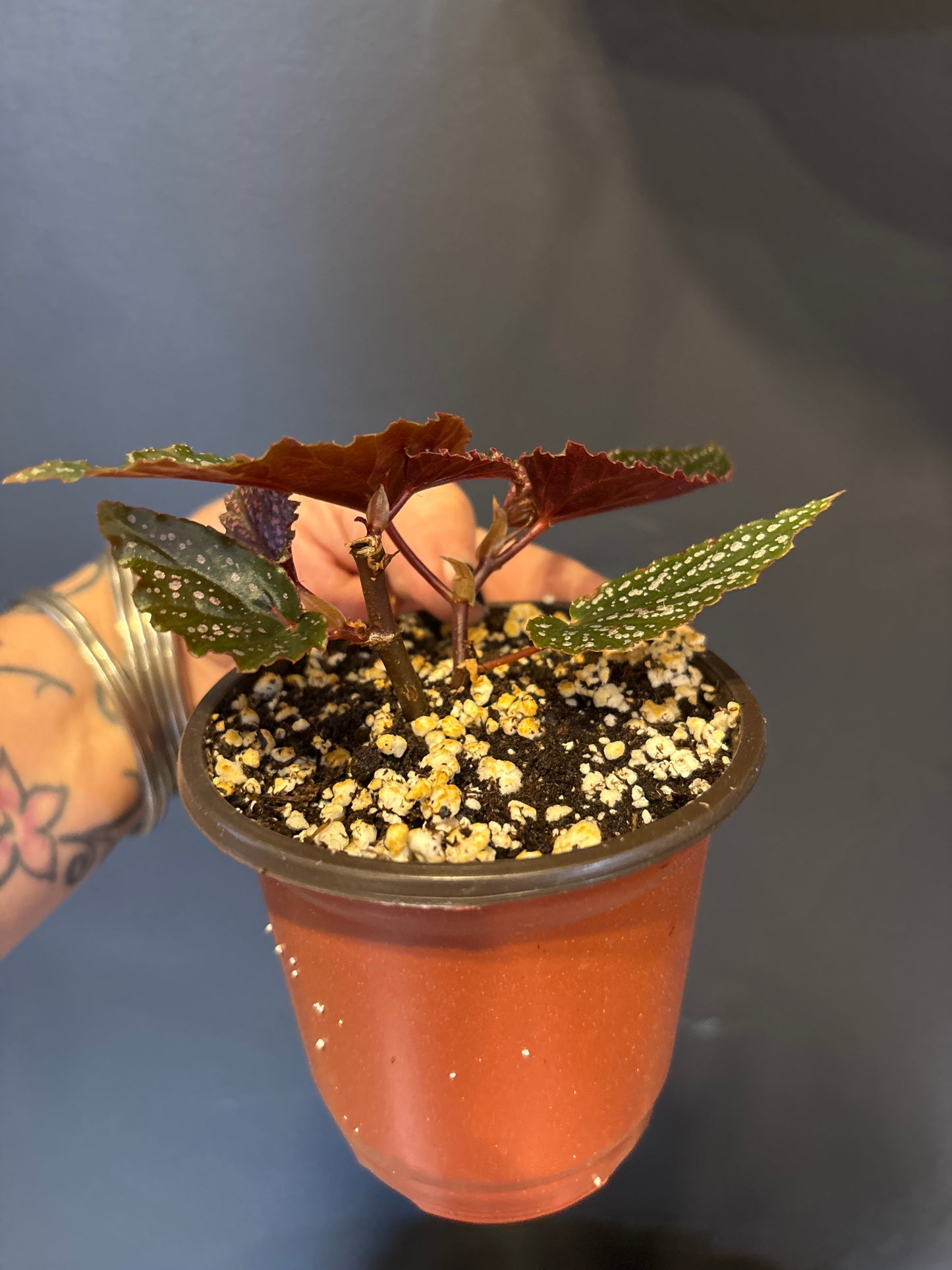 Angel Wing Begonia ‘Benigo Pink’