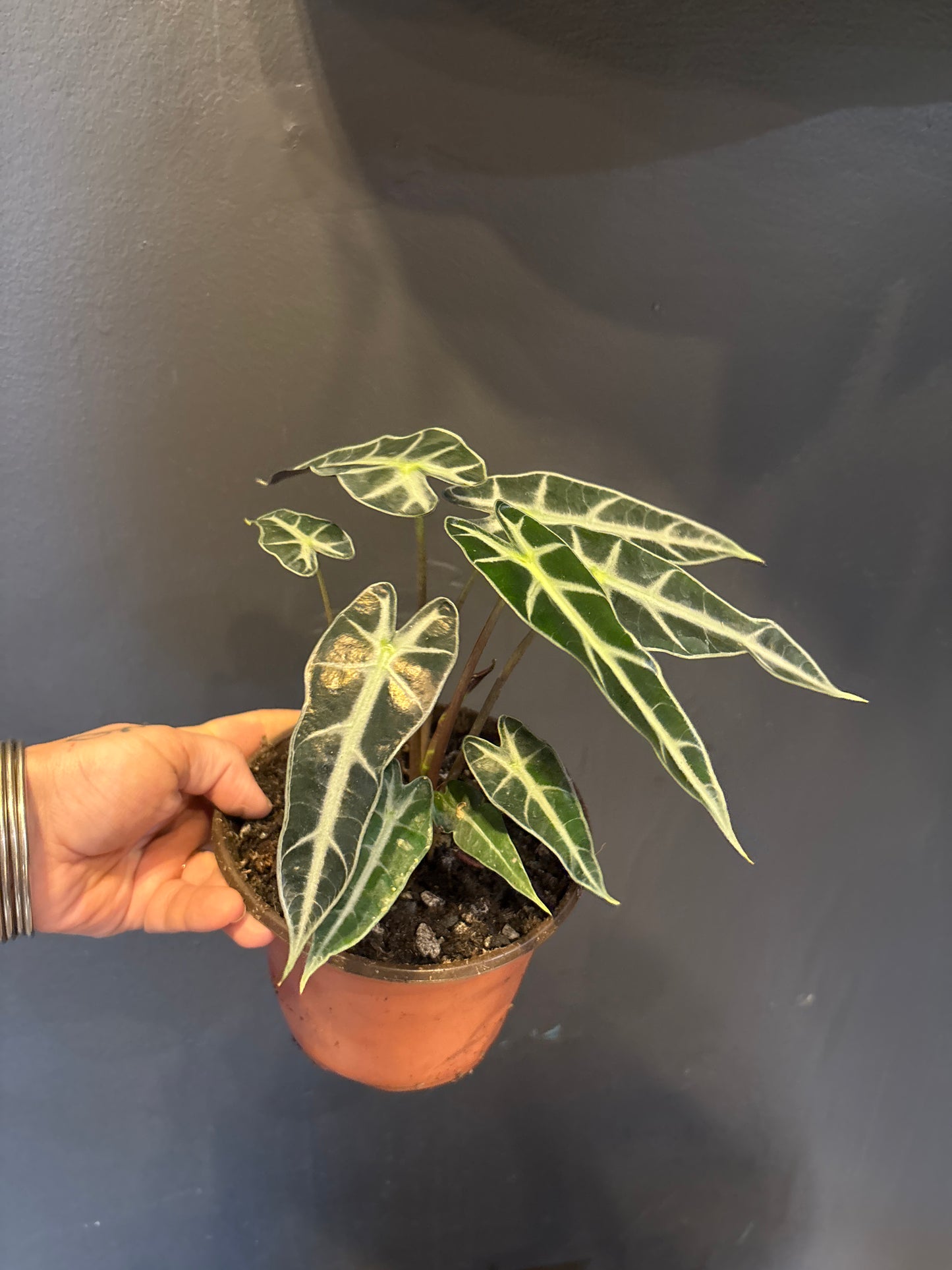 Alocasia Bambino