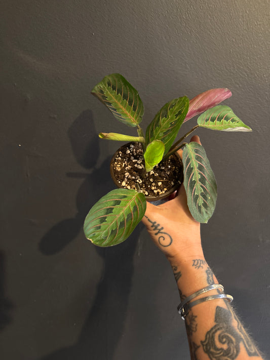 Maranta leuconeura ‘Red’ (Red Prayer Plant)