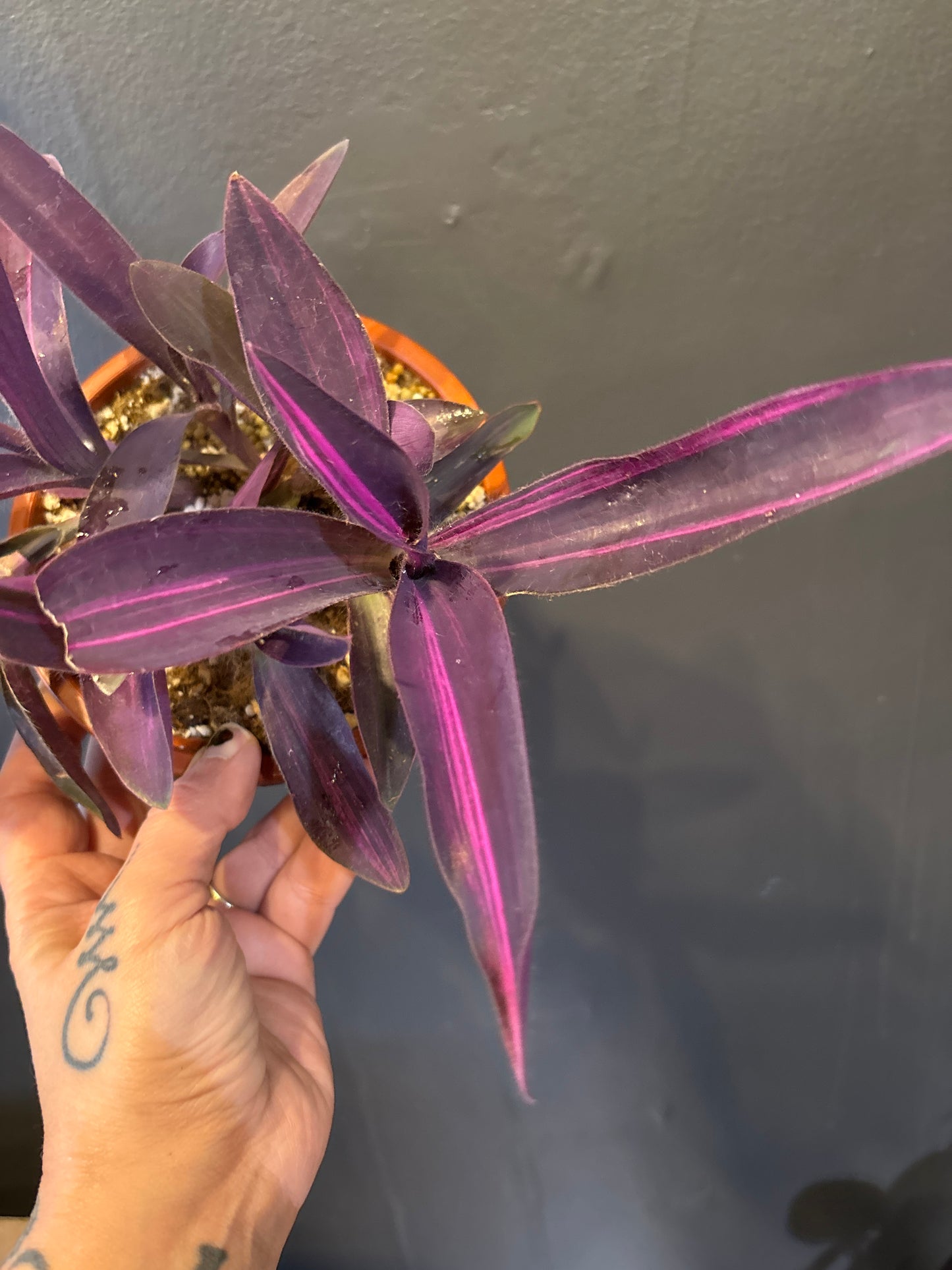 Tradescantia Pallida Variegata - Purple Heart