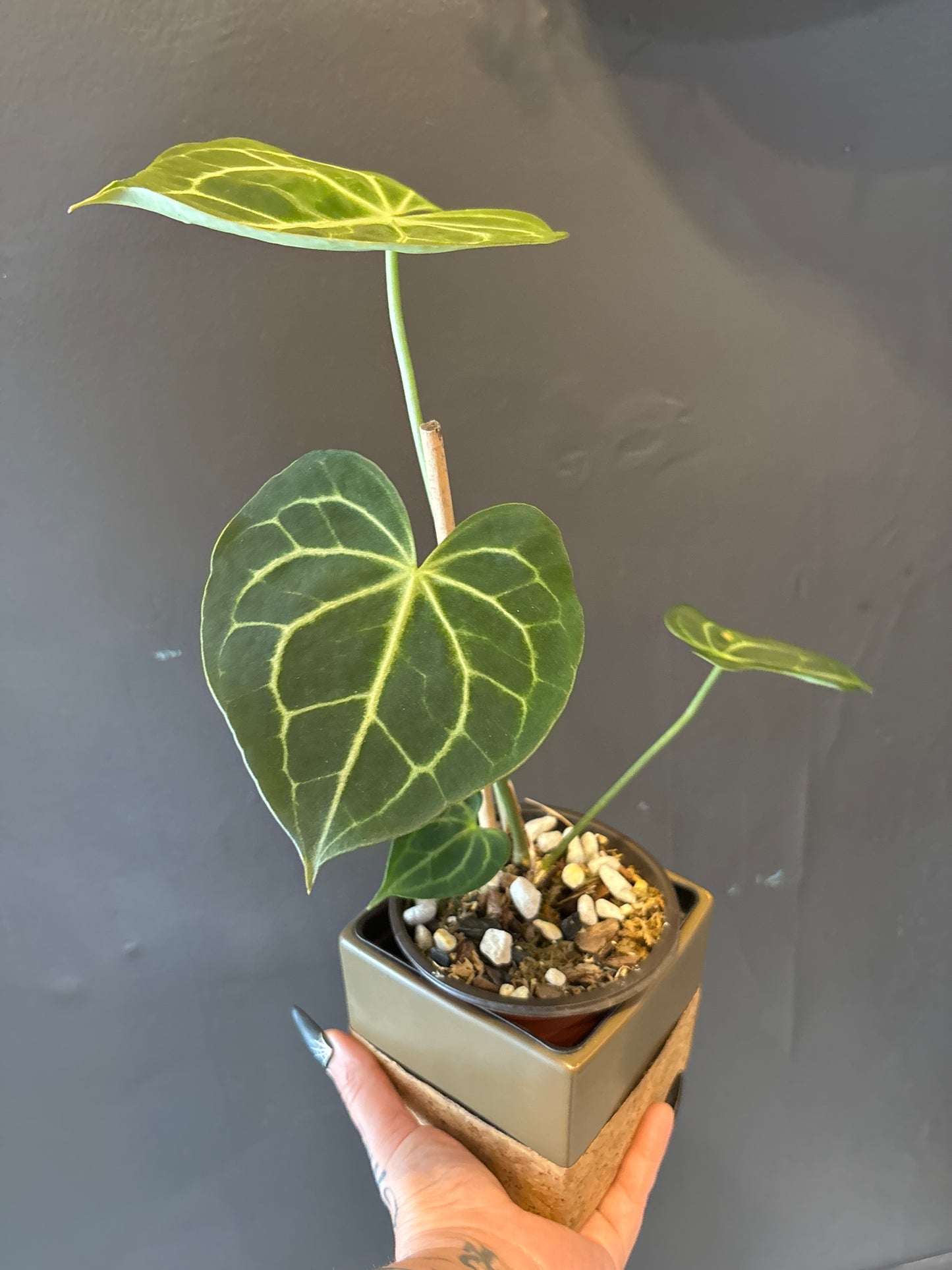 Anthurium Clarinervium 6”