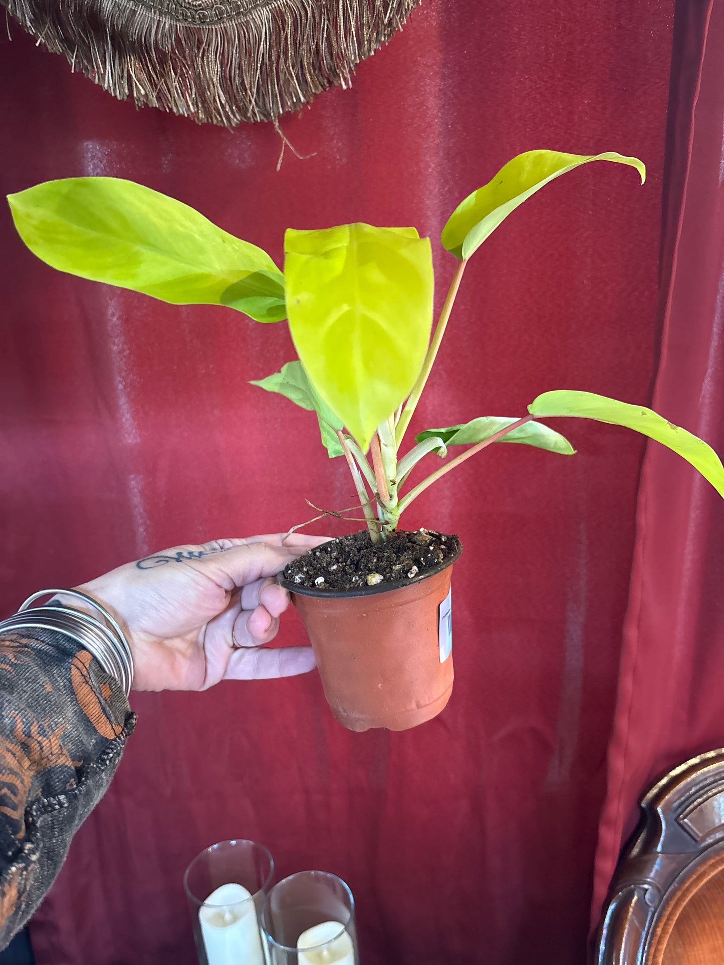 Philodendron Malay Gold ‘Golden Goddess’