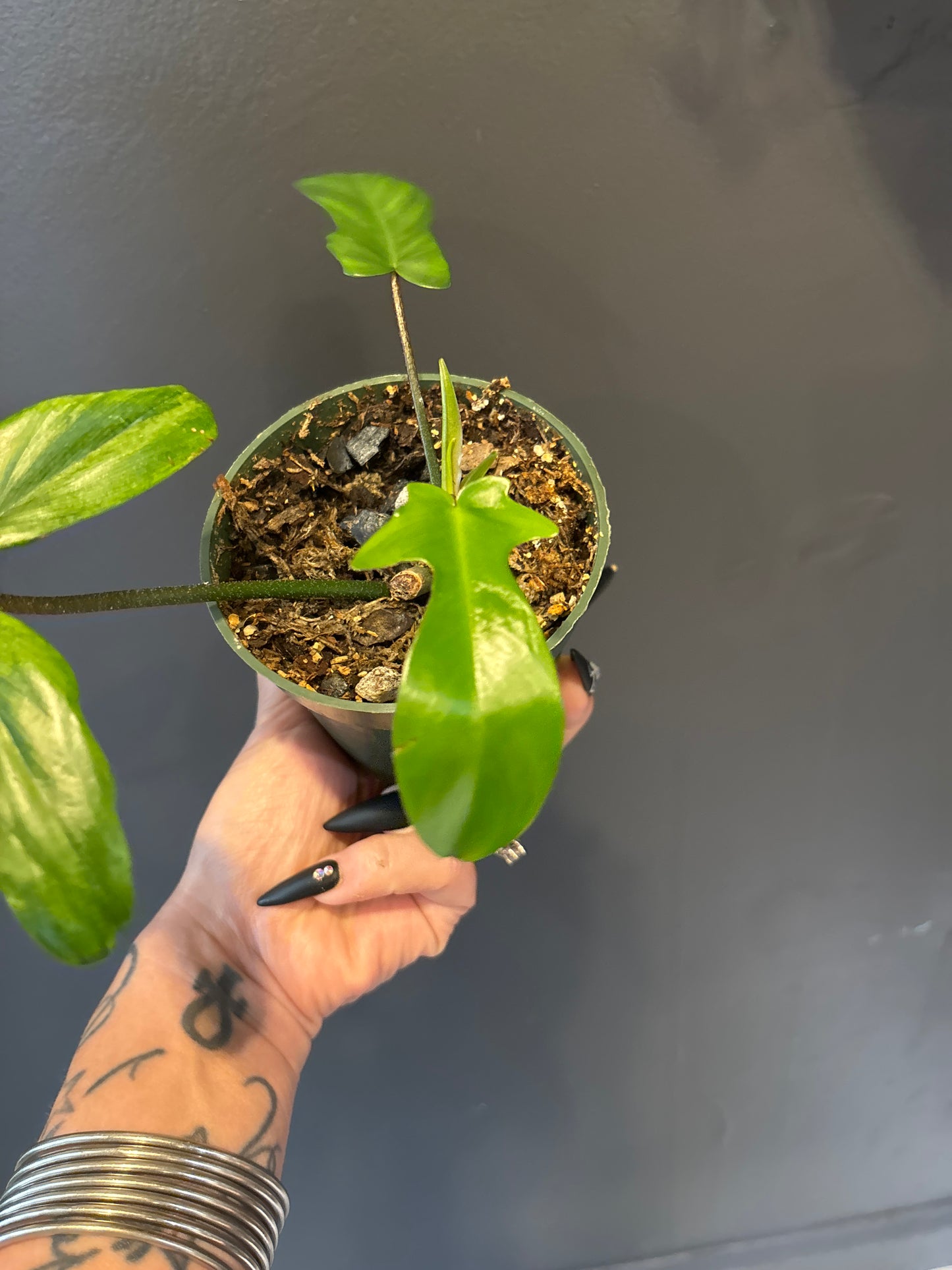 Philodendron Florida Ghost