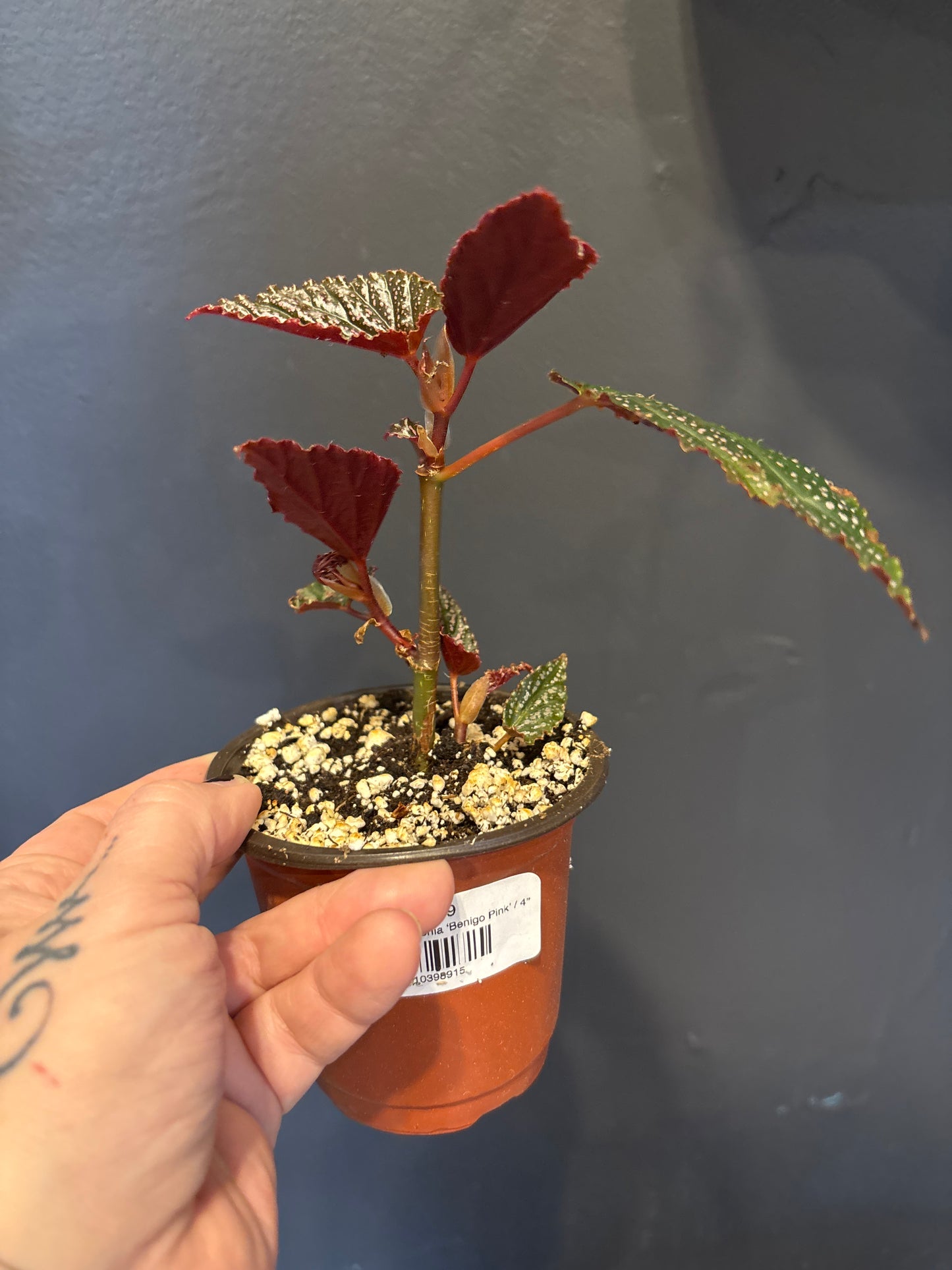 Angel Wing Begonia ‘Benigo Pink’