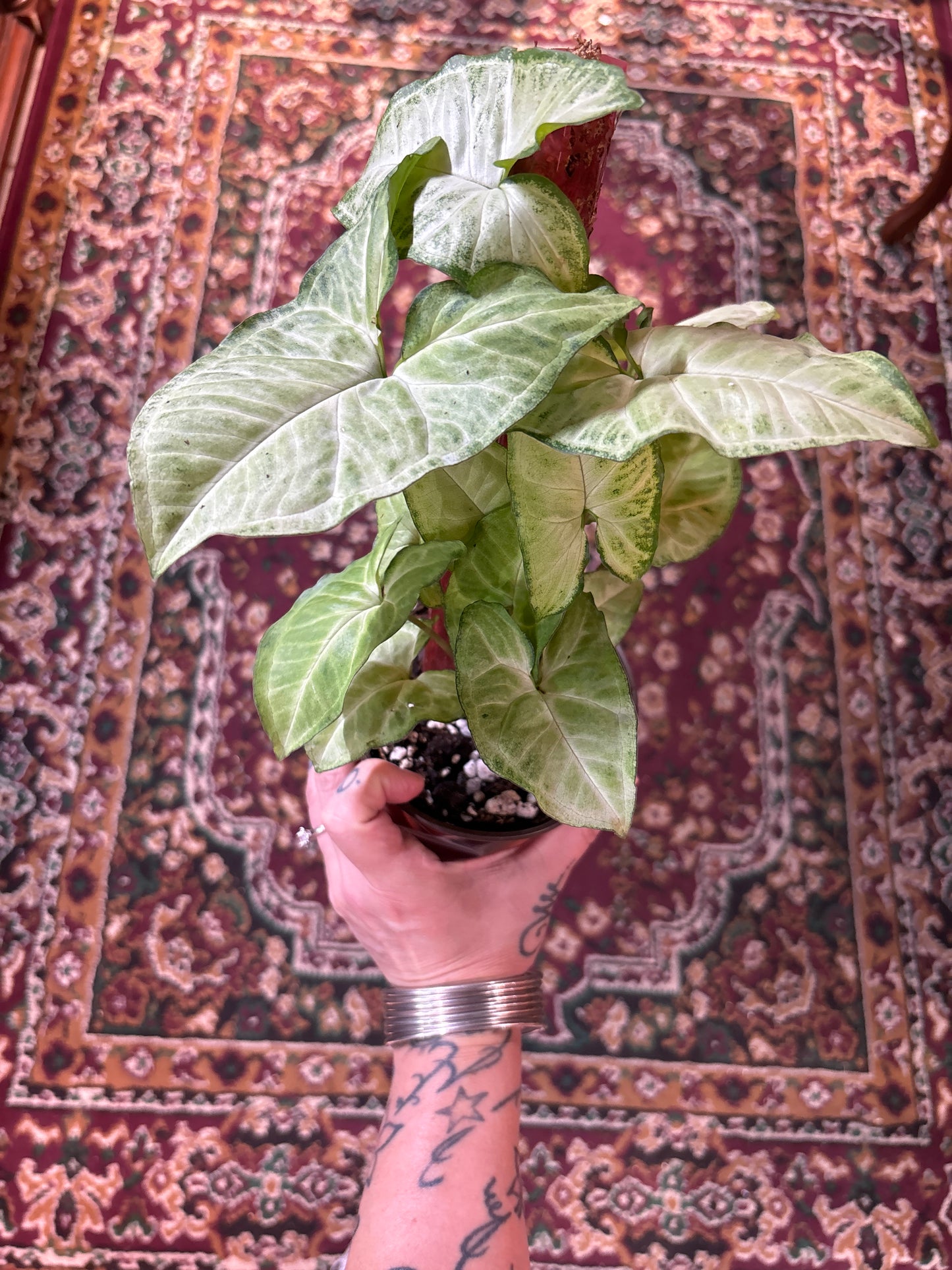 Syngonium White Butterfly on Moss Pole