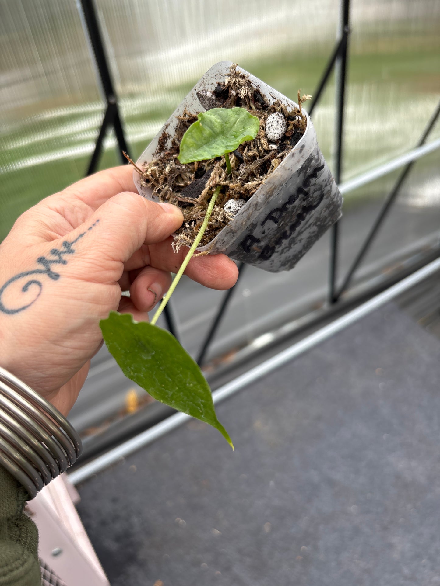 Alocasia Dragons Breath 3”