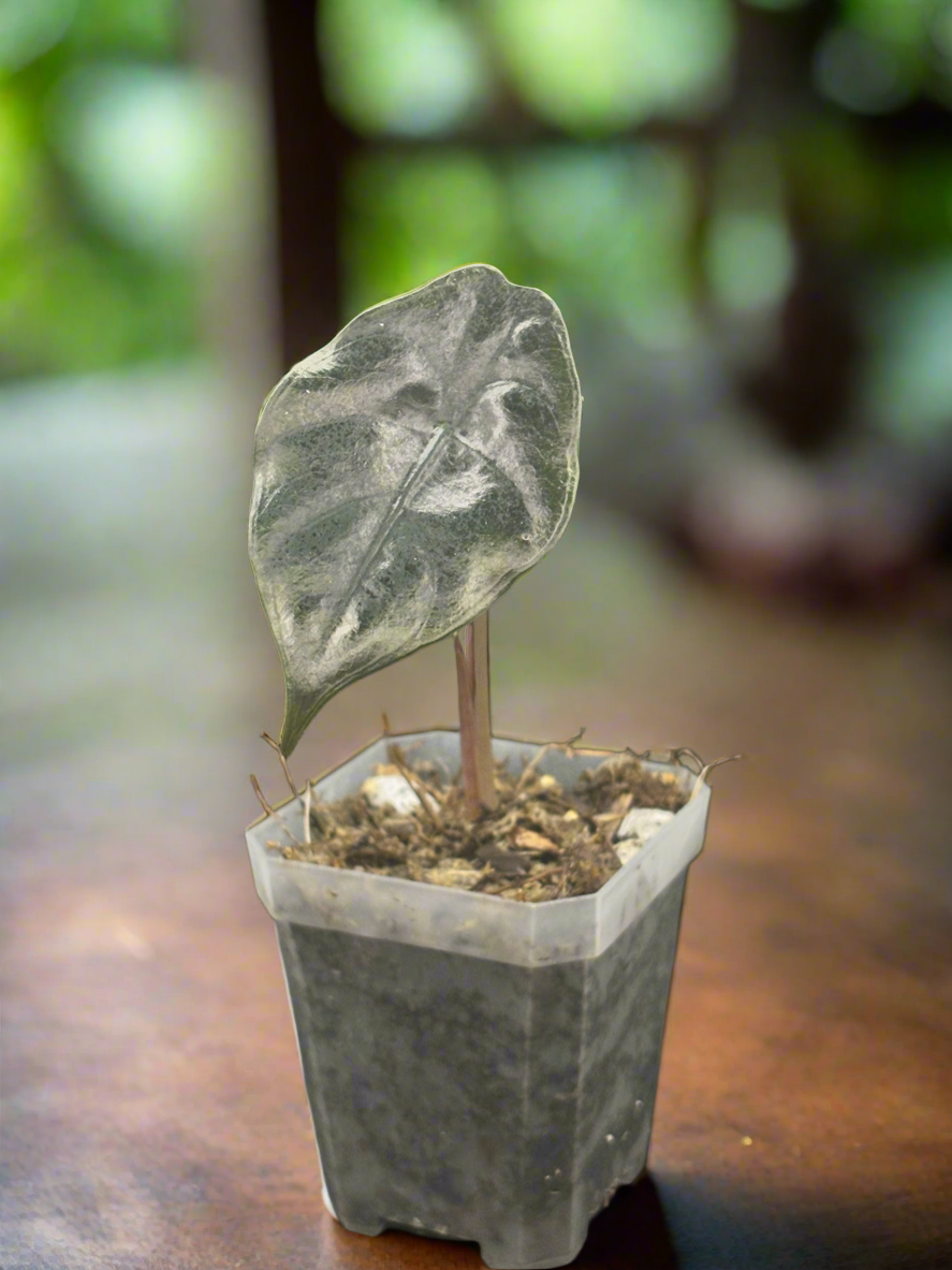 Alocasia Chantrieri plant elegantly displayed in a modern living room setting