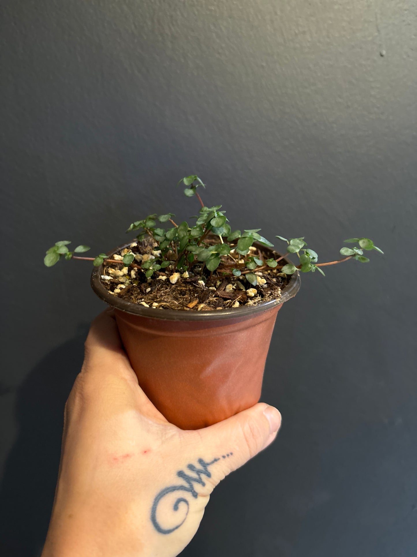 Pilea Glauca ‘Silver Tiny Baby Tears’