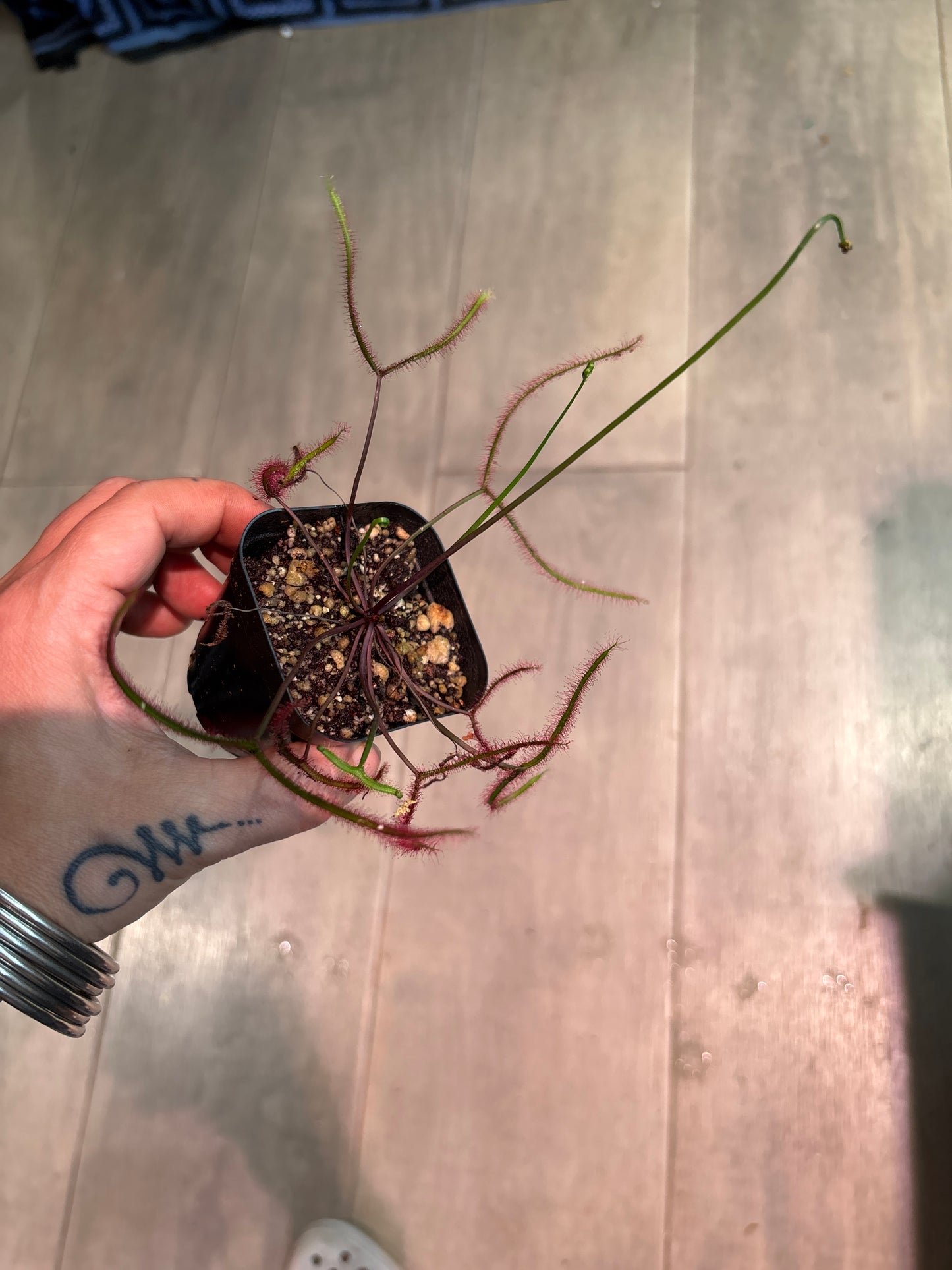 Drosera Dichatoma 'Giant'