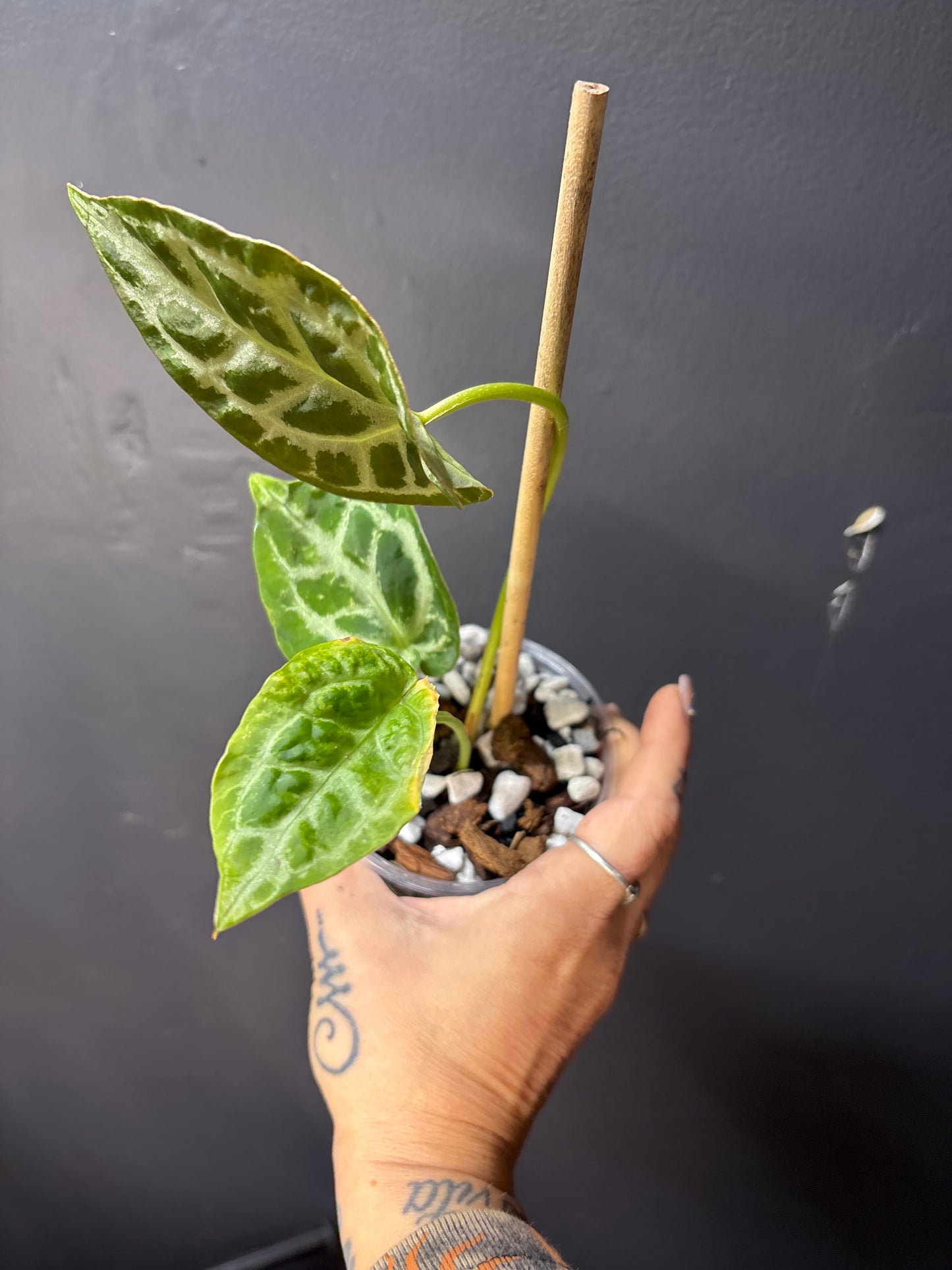 Anthurium Silver Blush