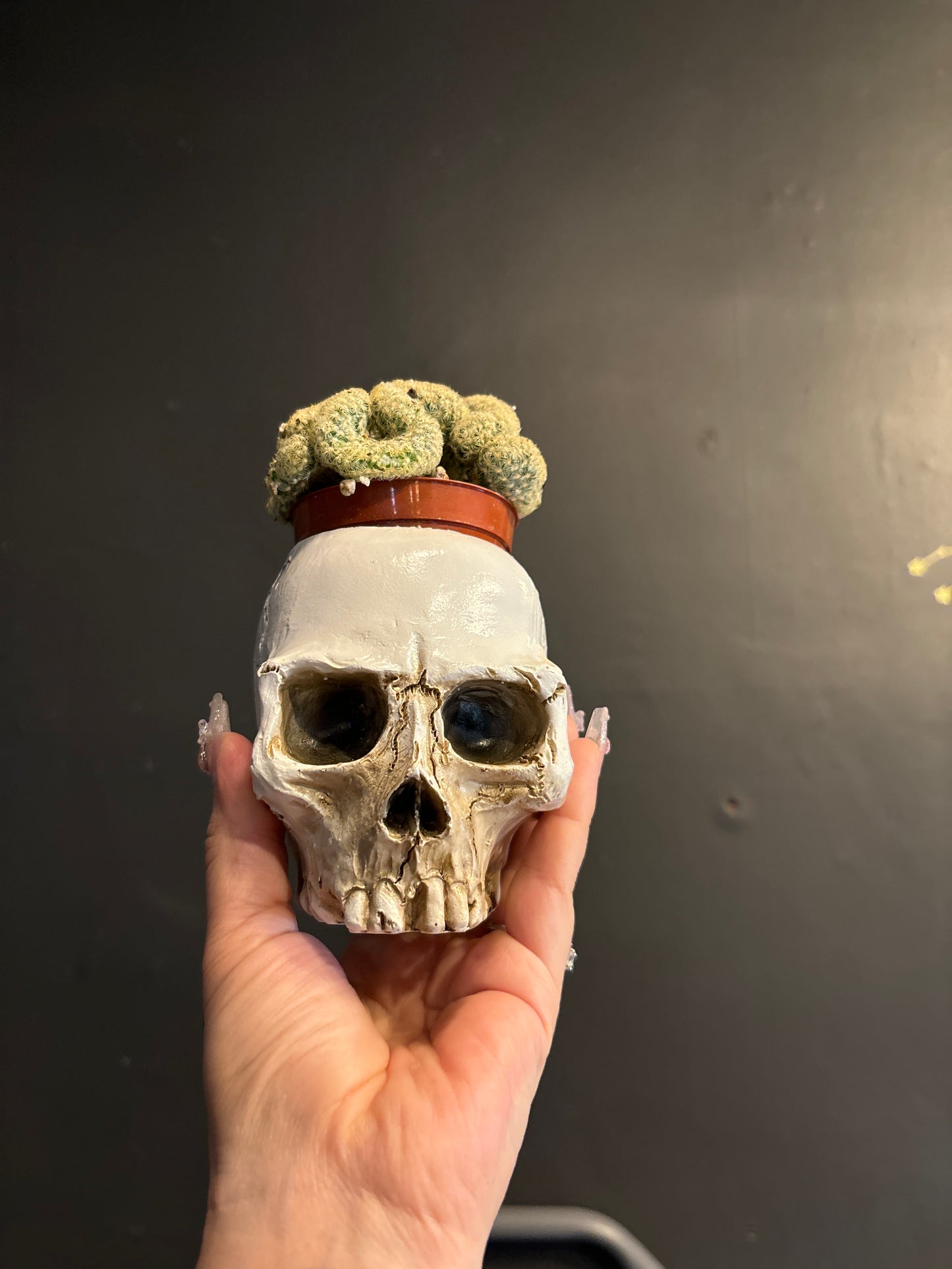 Skull Pot Single