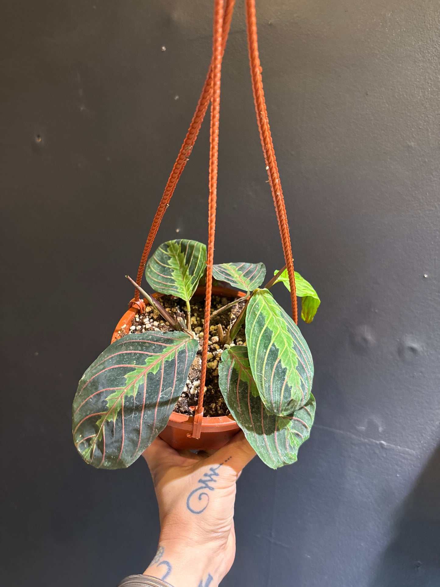 Maranta leuconeura ‘Red’ (Red Prayer Plant)