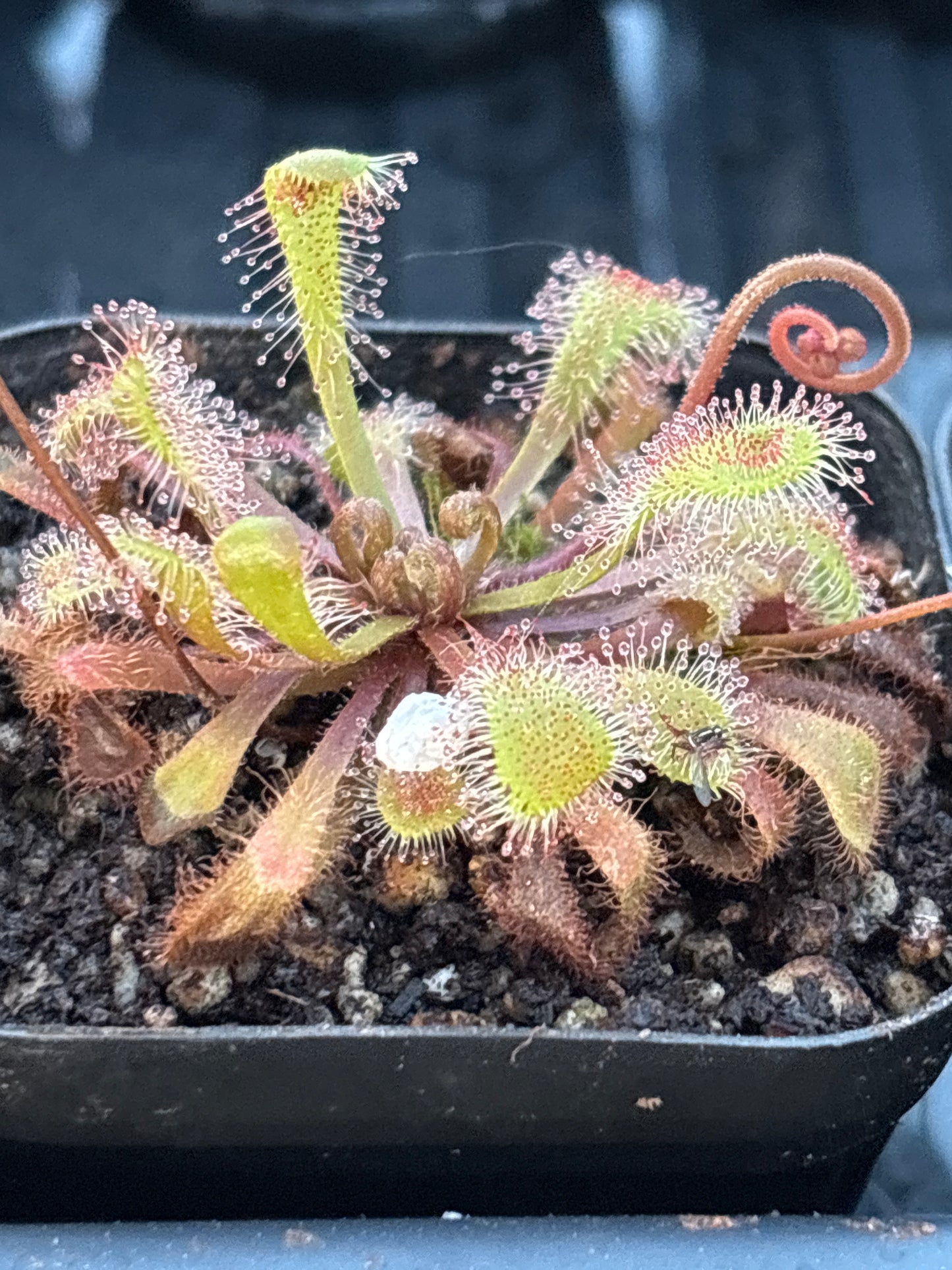 Drosera Collinsiae Carniverous Plant Sundew