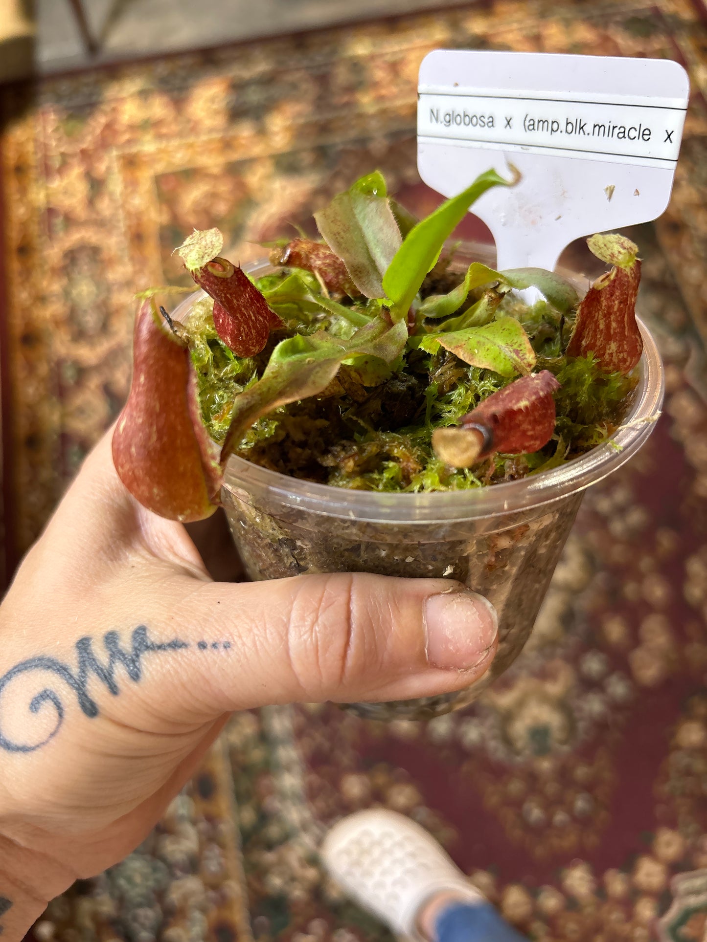 Nepenthes Globosa x (Ampullaria Black Miracle x Bicalcarata) - Carnivorous