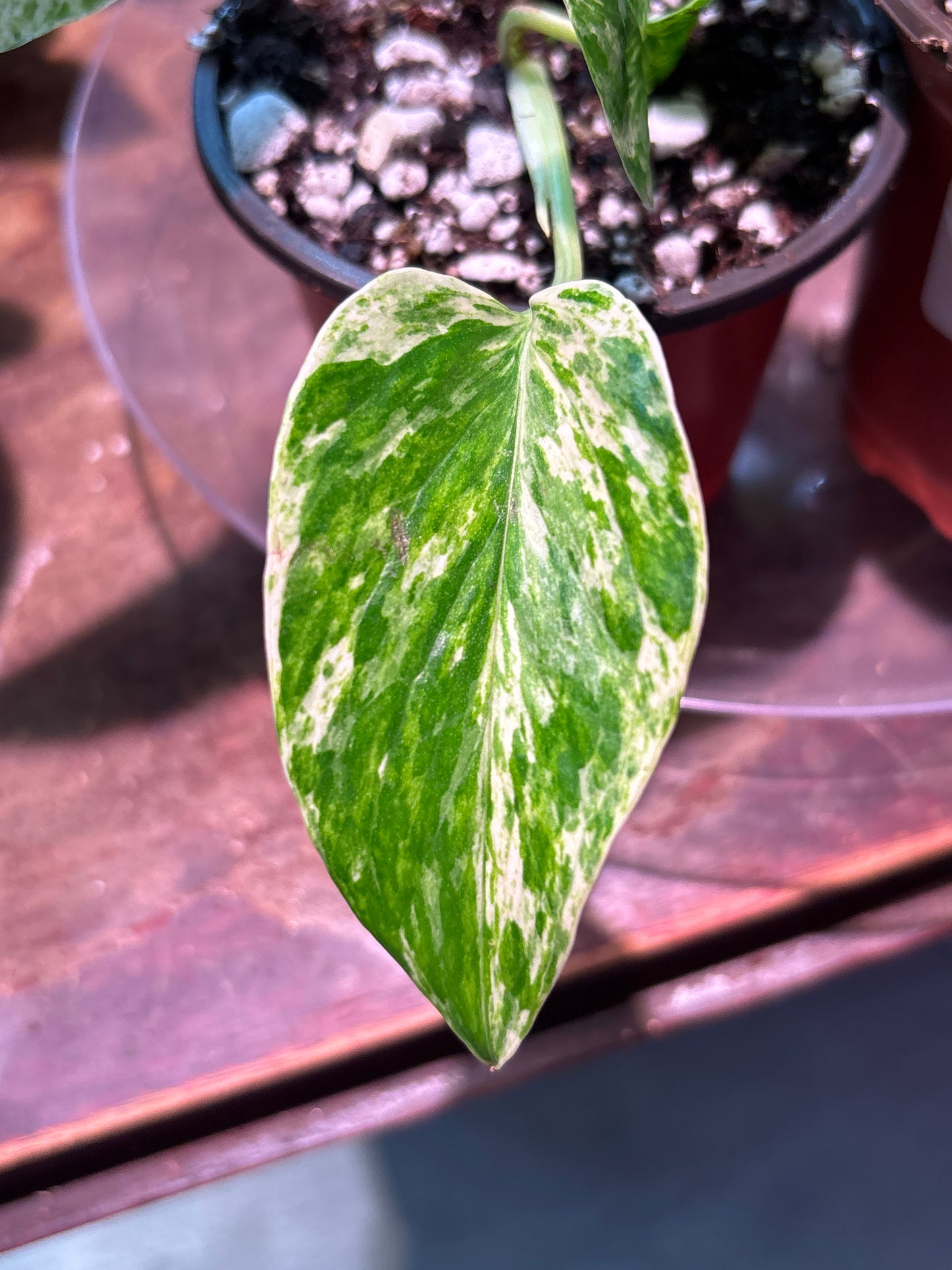 Pothos Marble Queen