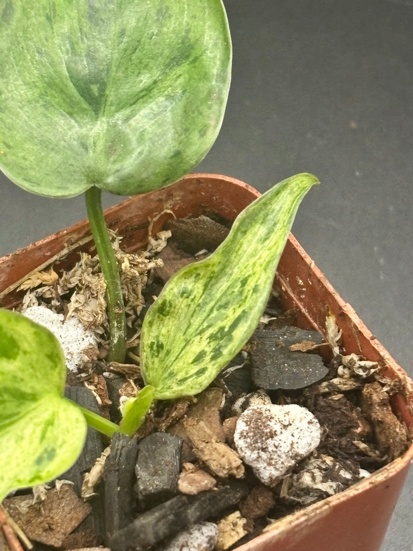 Variegated Heart Leaf Philodendron