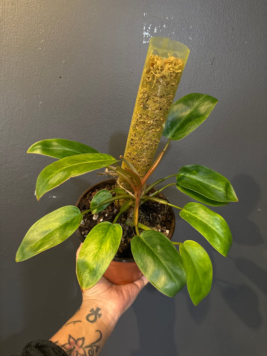 Philodendron Painted Lady ‘A’