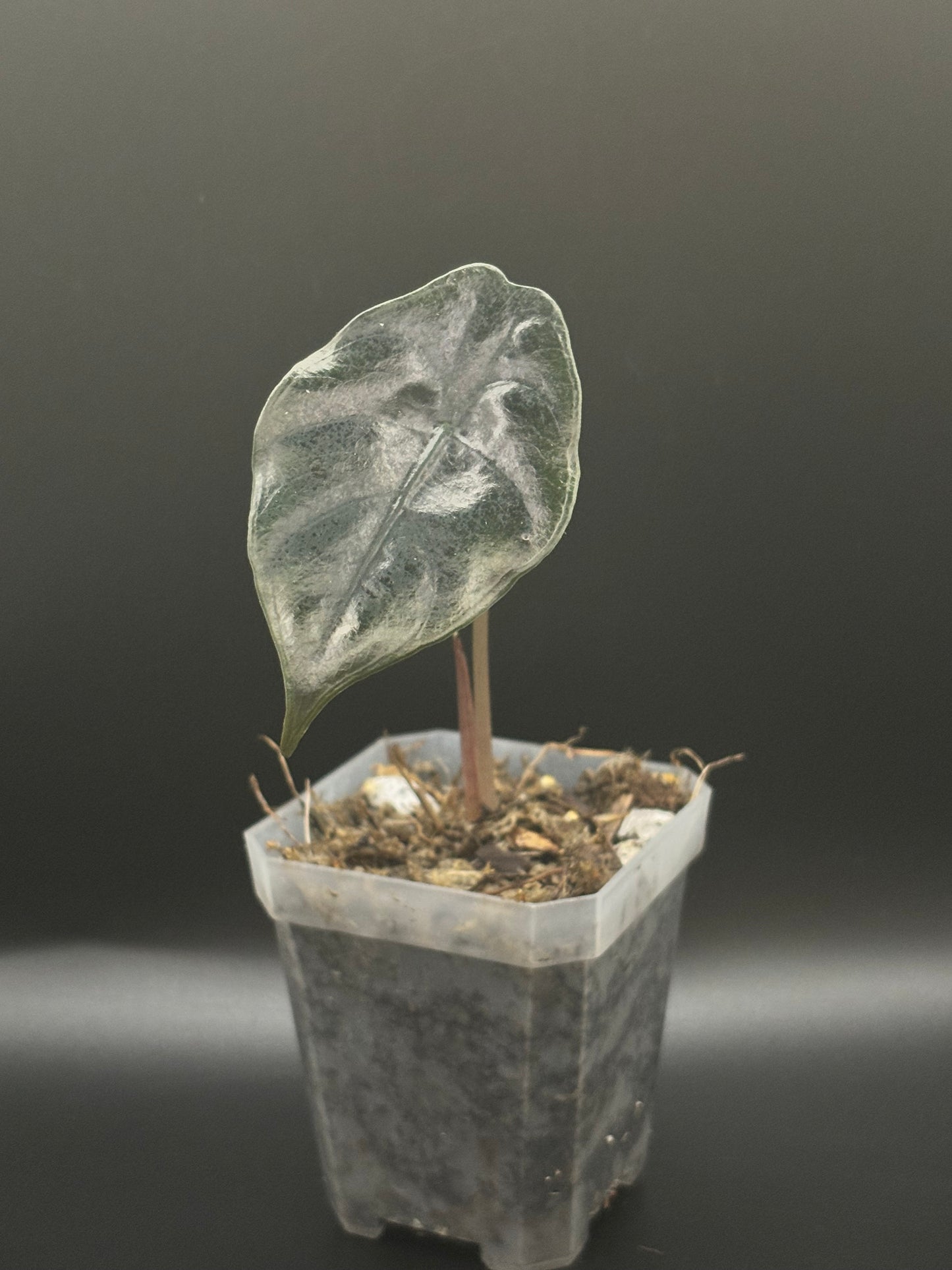 Alocasia Chantrieri