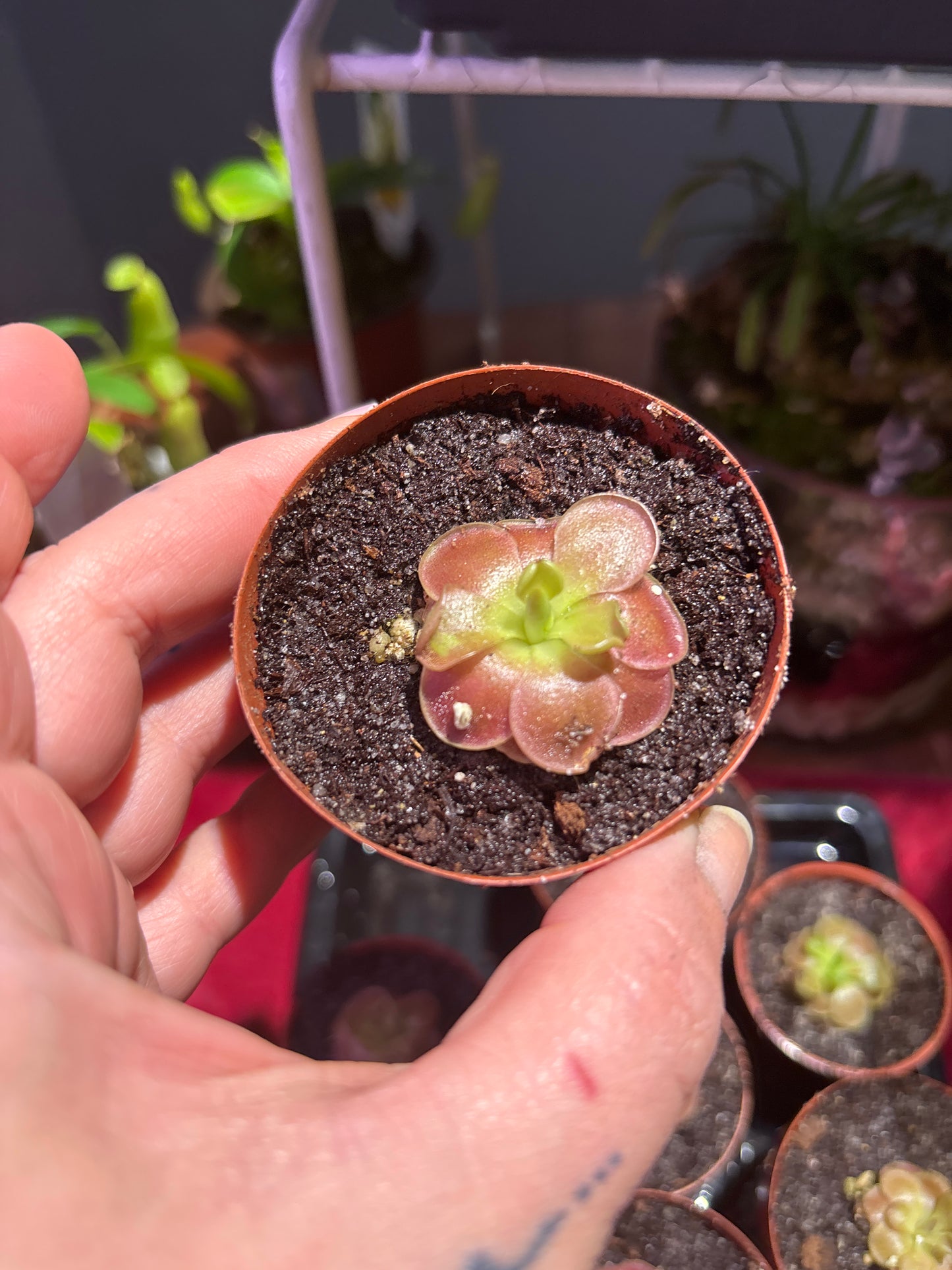 Pinguicula Sethos - Carnivorous Plant Butterwort