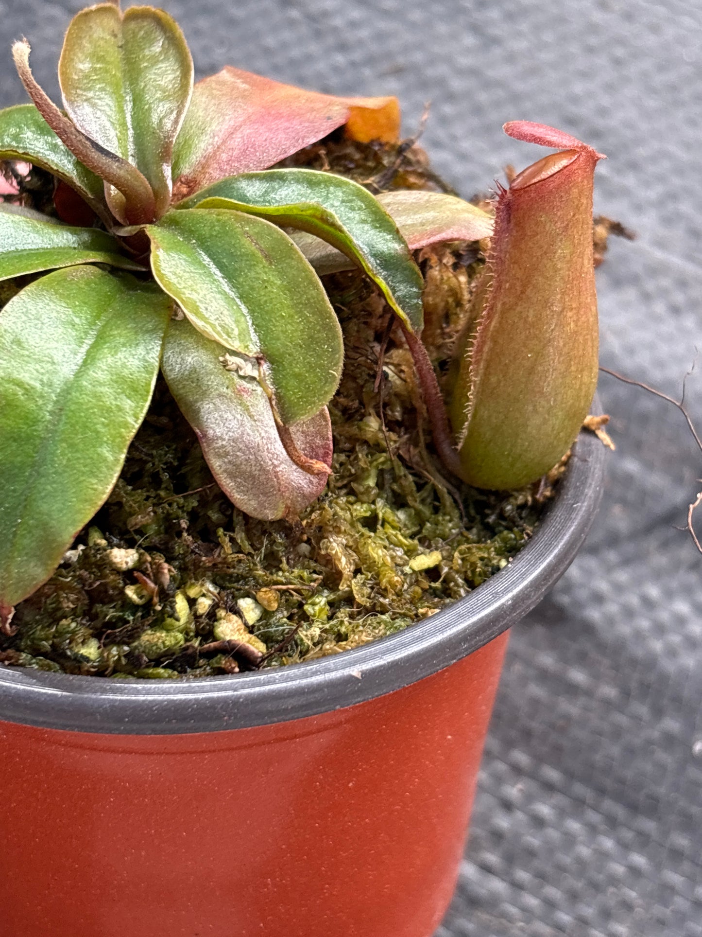 Nepenthes ‘Lady Luck’ Carnivorous Pitcher Plant