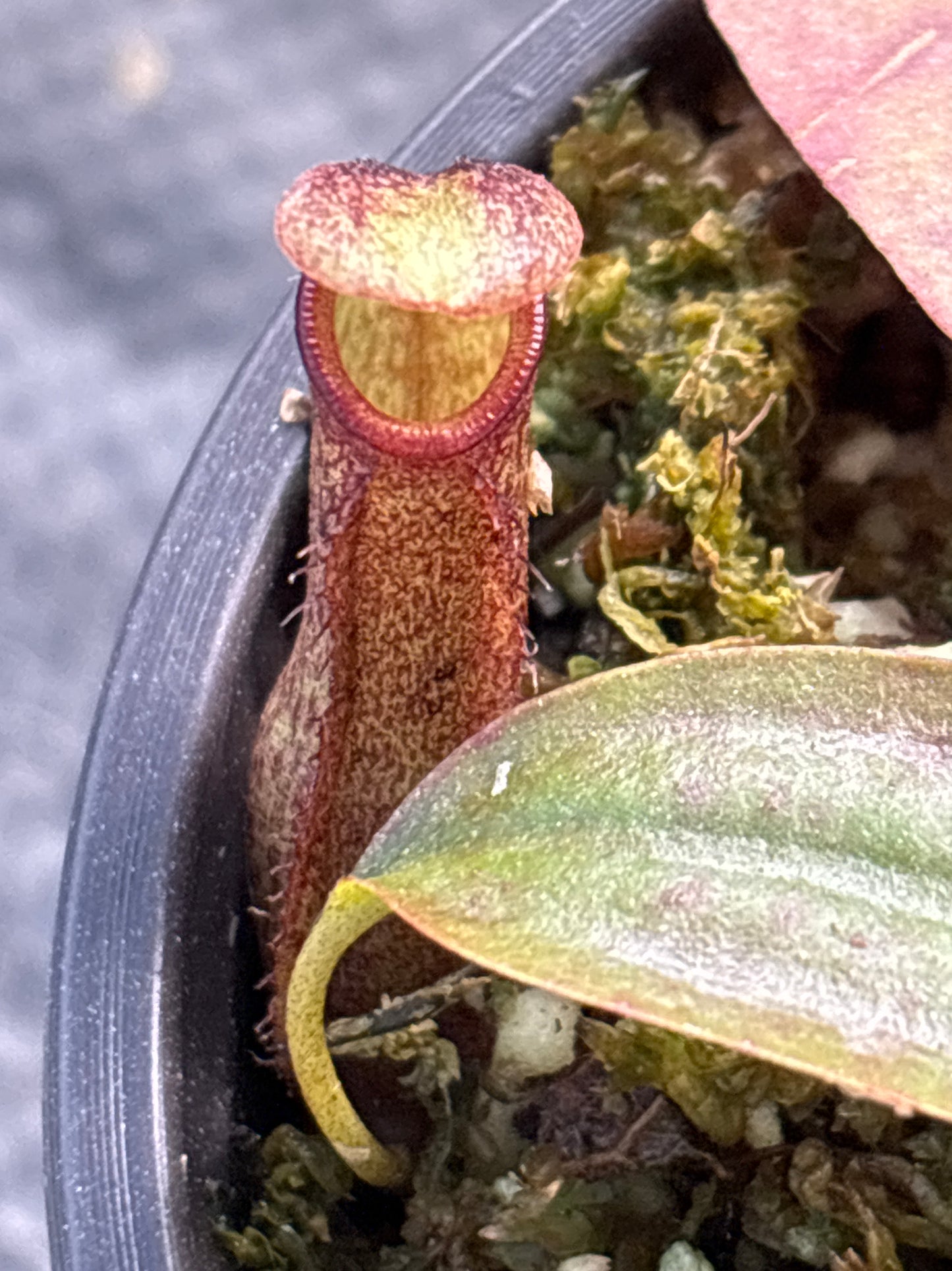 Nepenthes ‘St. Gaya’ Carnivorous Pitcher plant