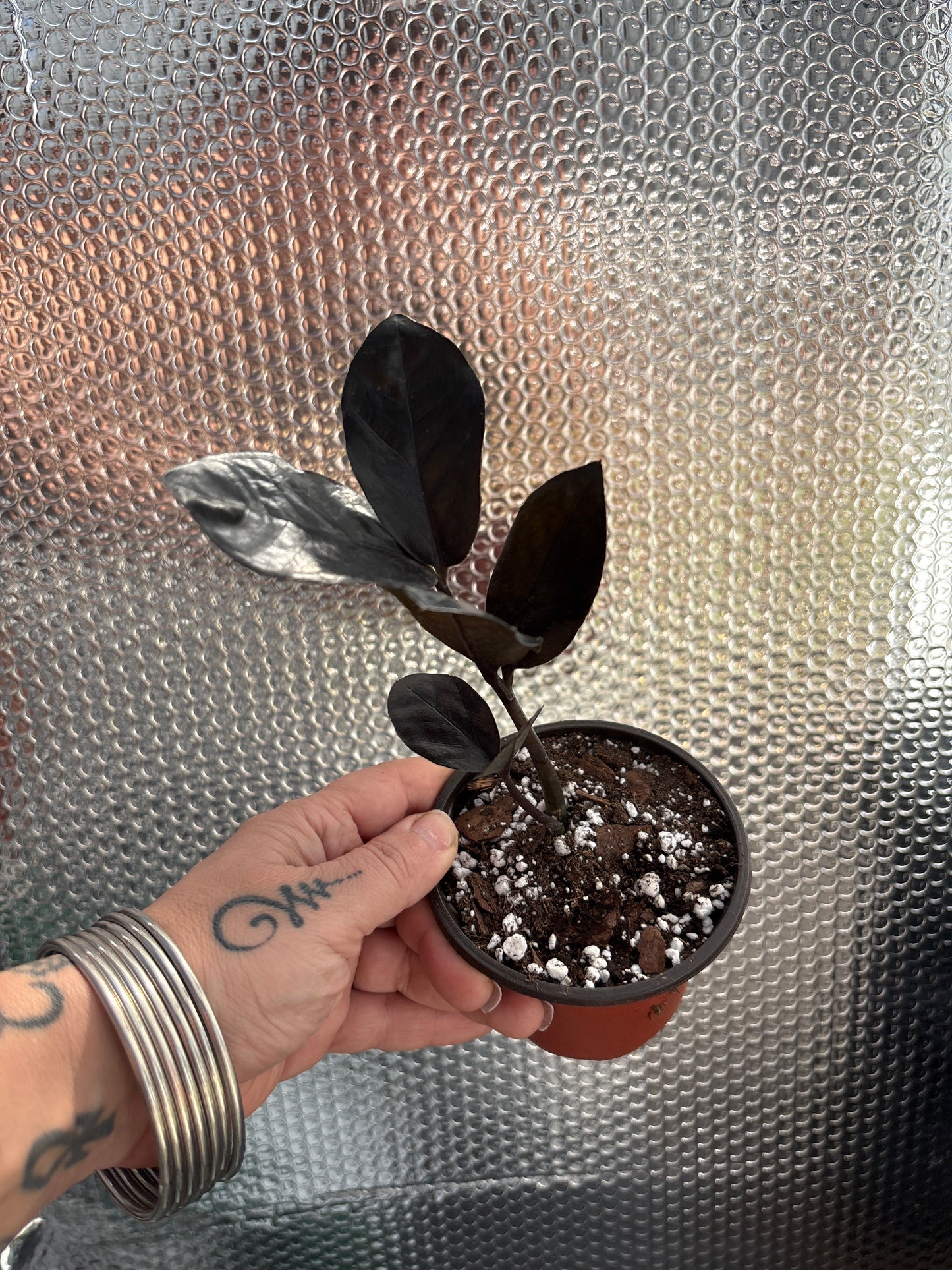 Zamioculcas zamiifolia ‘Raven’ (Raven ZZ Plant): The Bold Black Beauty