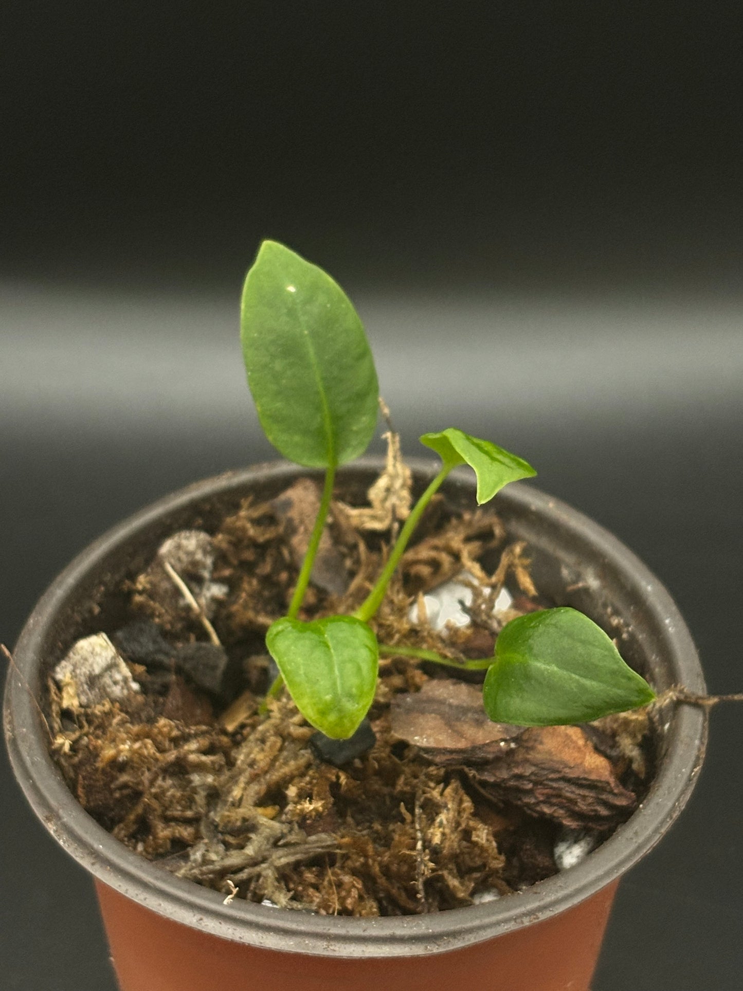 Anthurium  Waroqueanum 'Queen Anthurium'