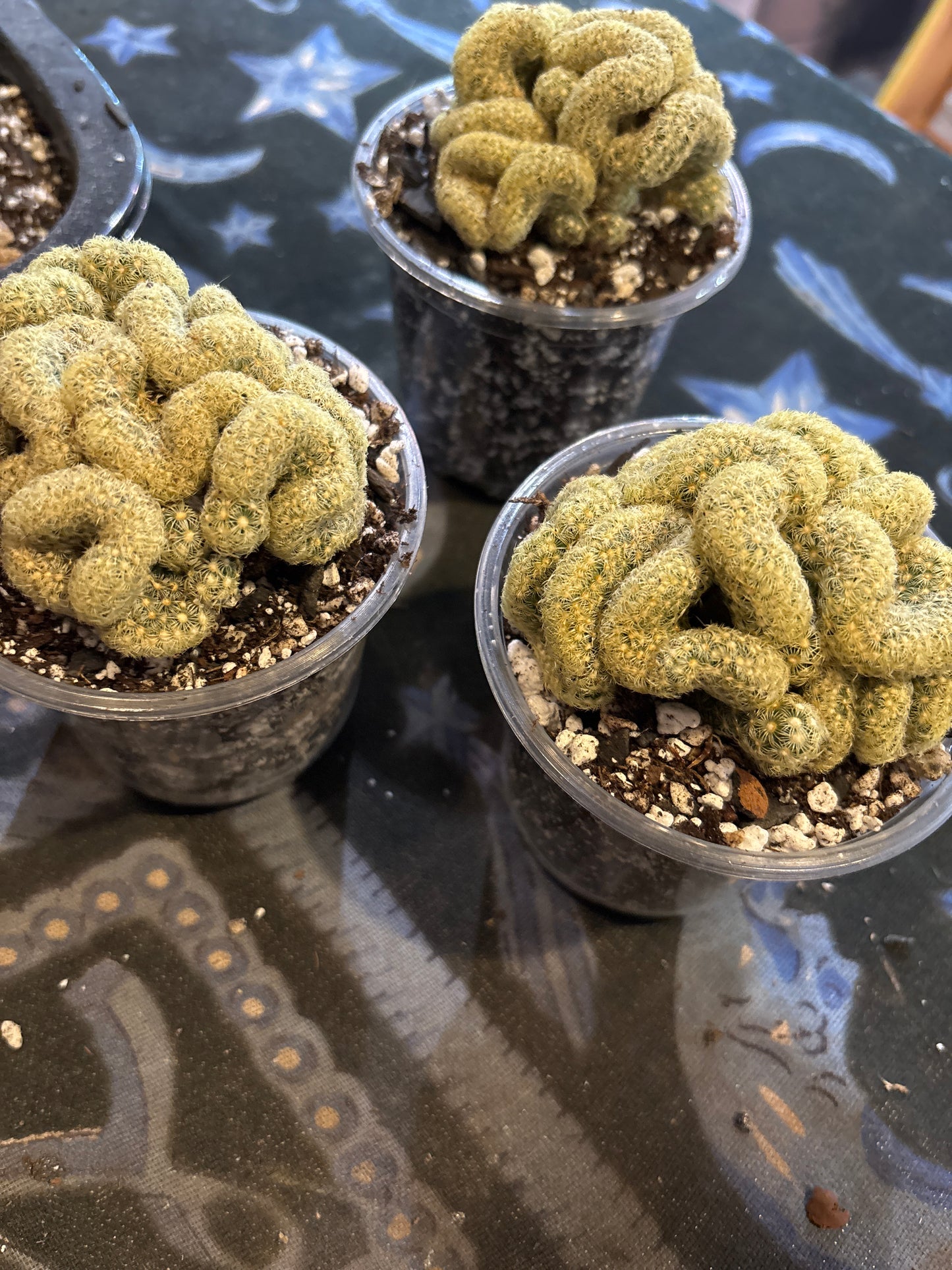 Brain cactus-Mammillaria elongata 'Cristata'