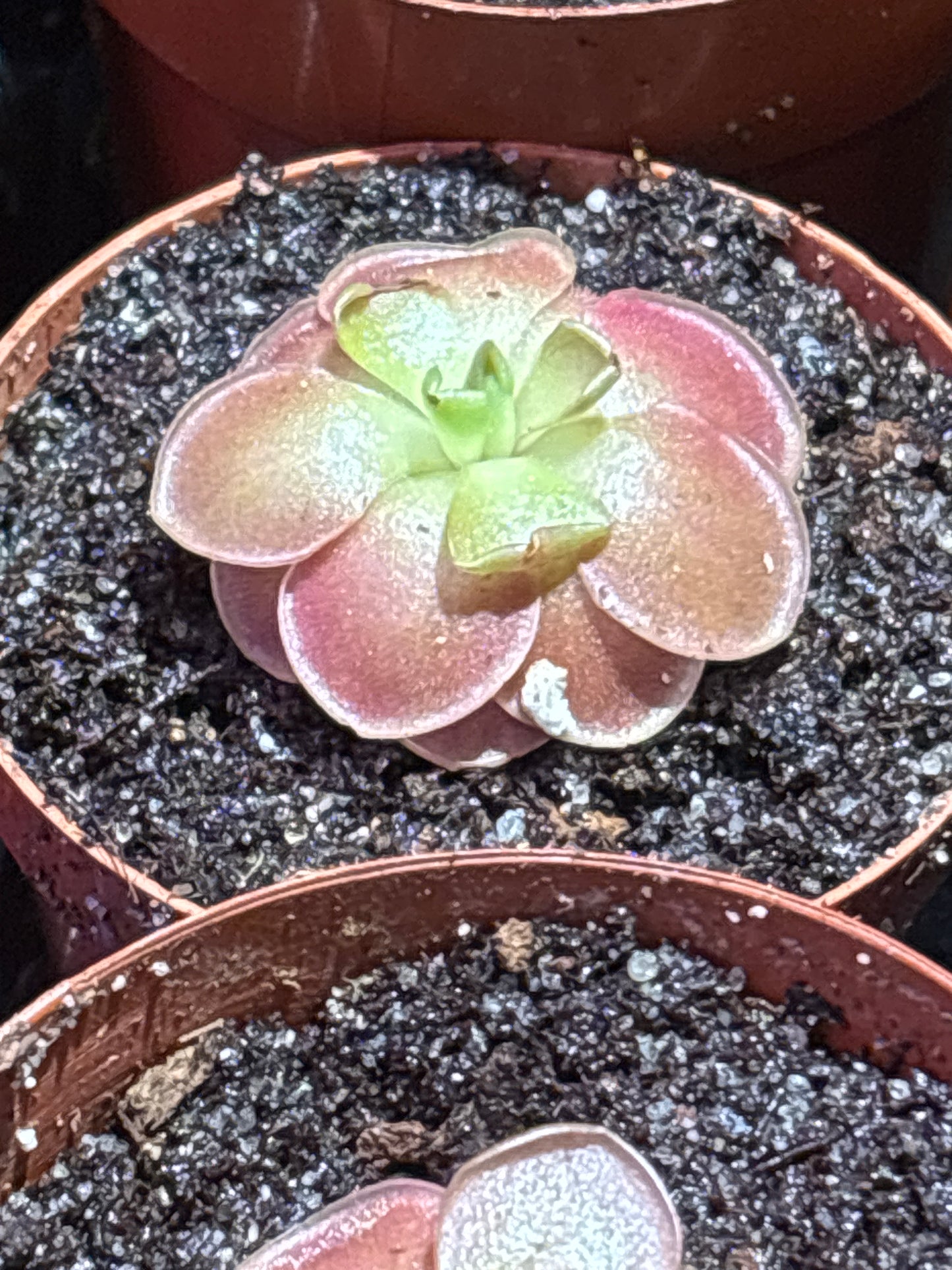 Pinguicula Sethos - Carnivorous Plant Butterwort