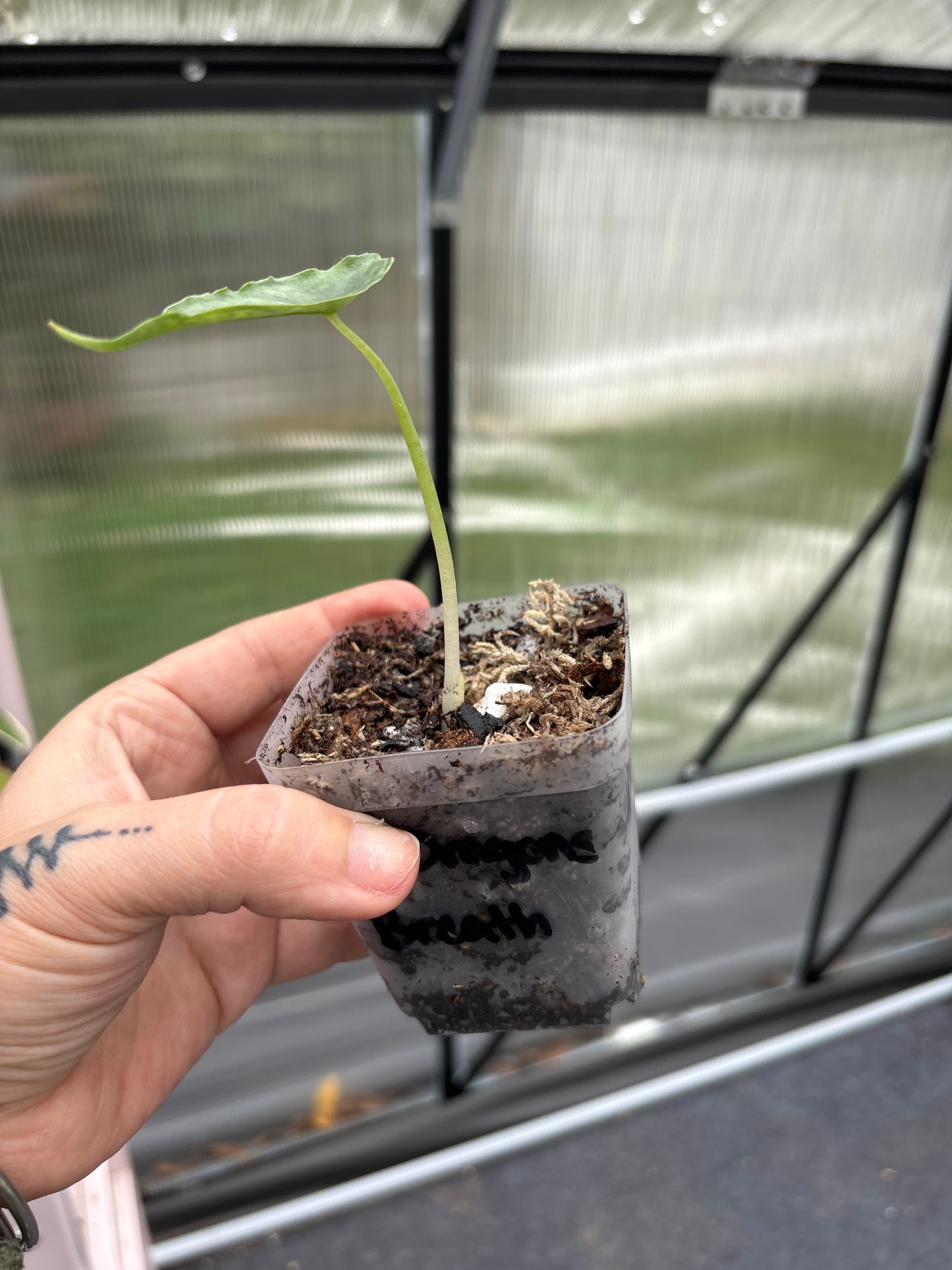 Alocasia Dragons Breath 3”